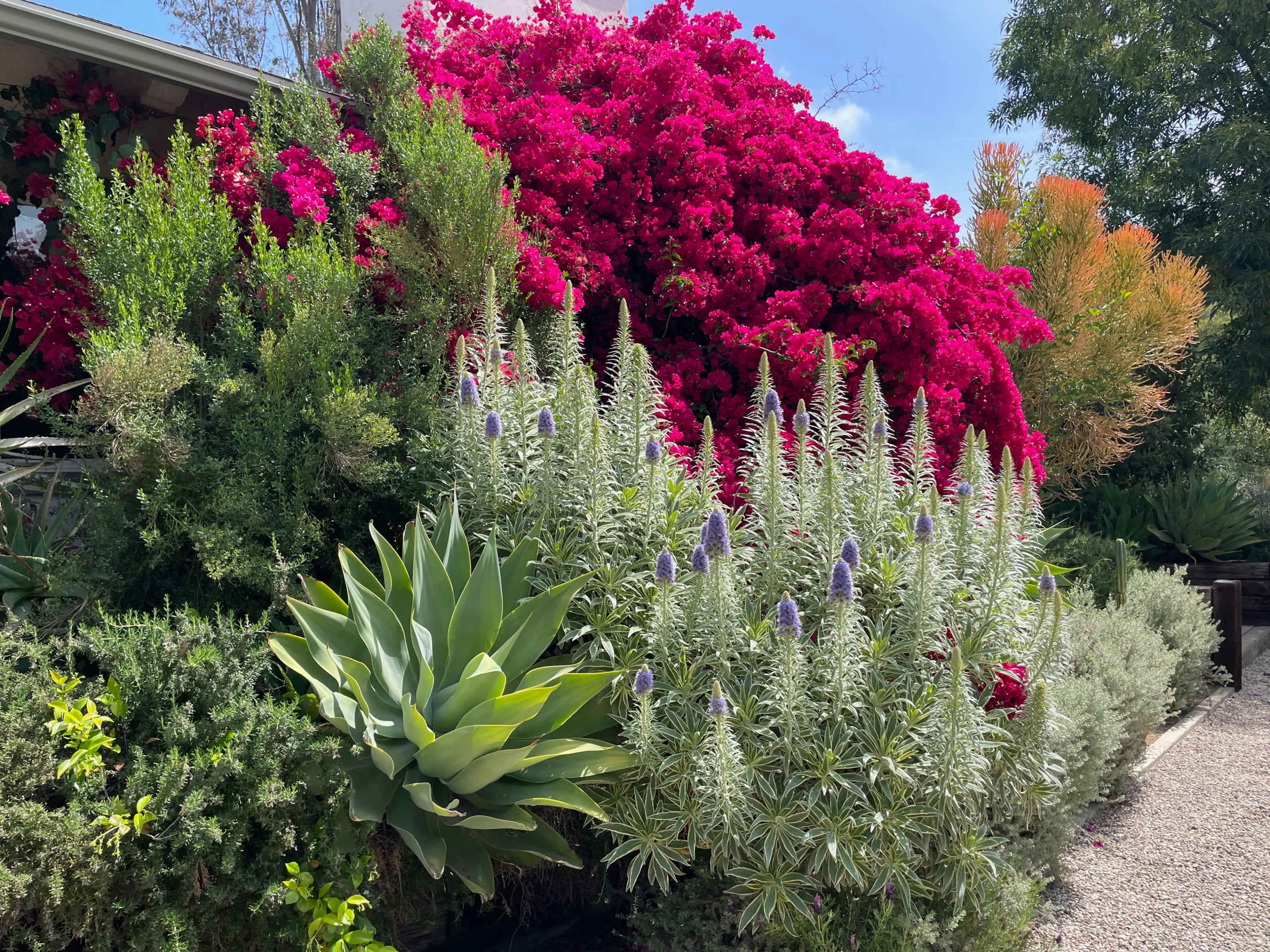 The image shows a vibrant garden featuring a variety of flowering plants, succulents, and shrubs in different shades of green and pink.