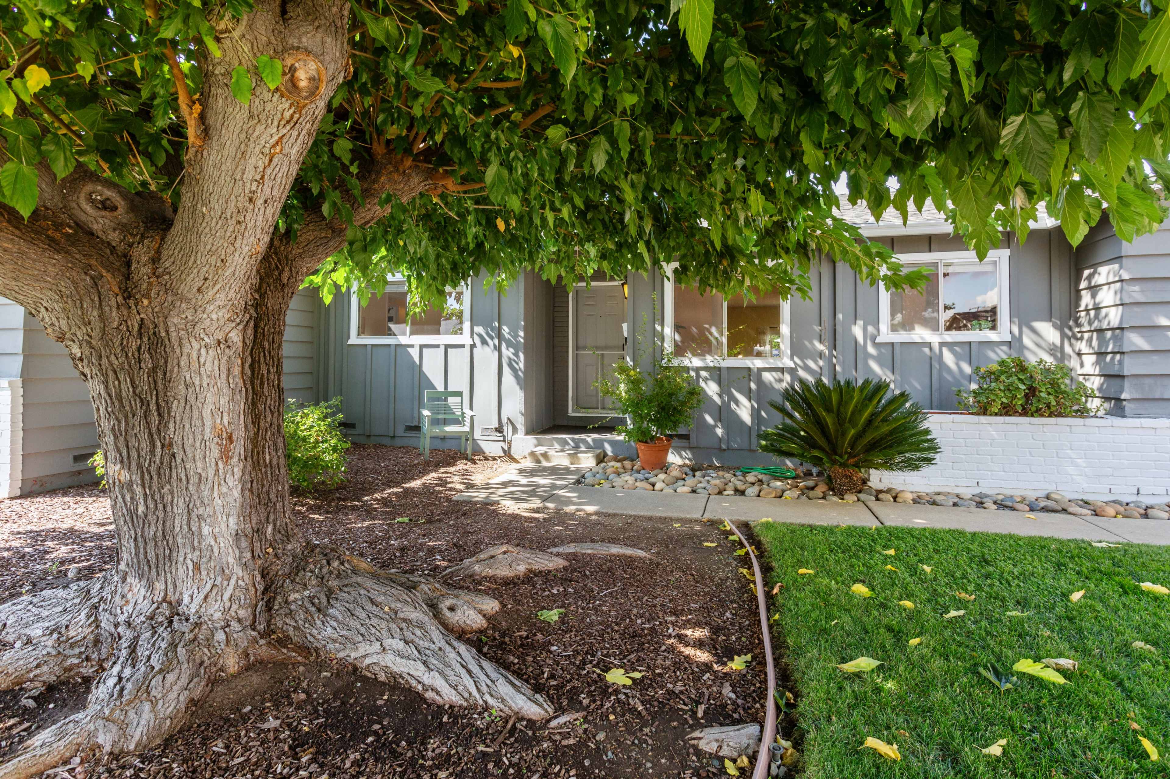 A large tree shades the entrance of a residential house, where a potted plant and decorative foliage are visible.