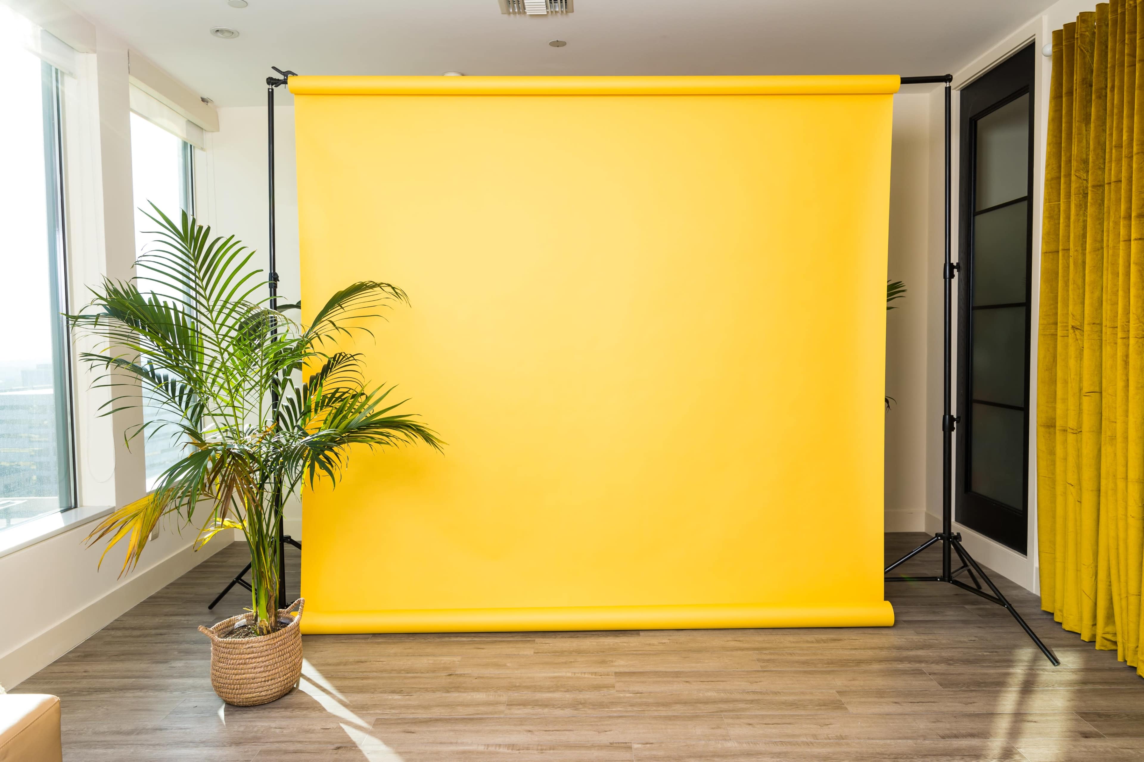 A bright yellow backdrop stands in front of a potted palm plant in a well-lit room with large windows.