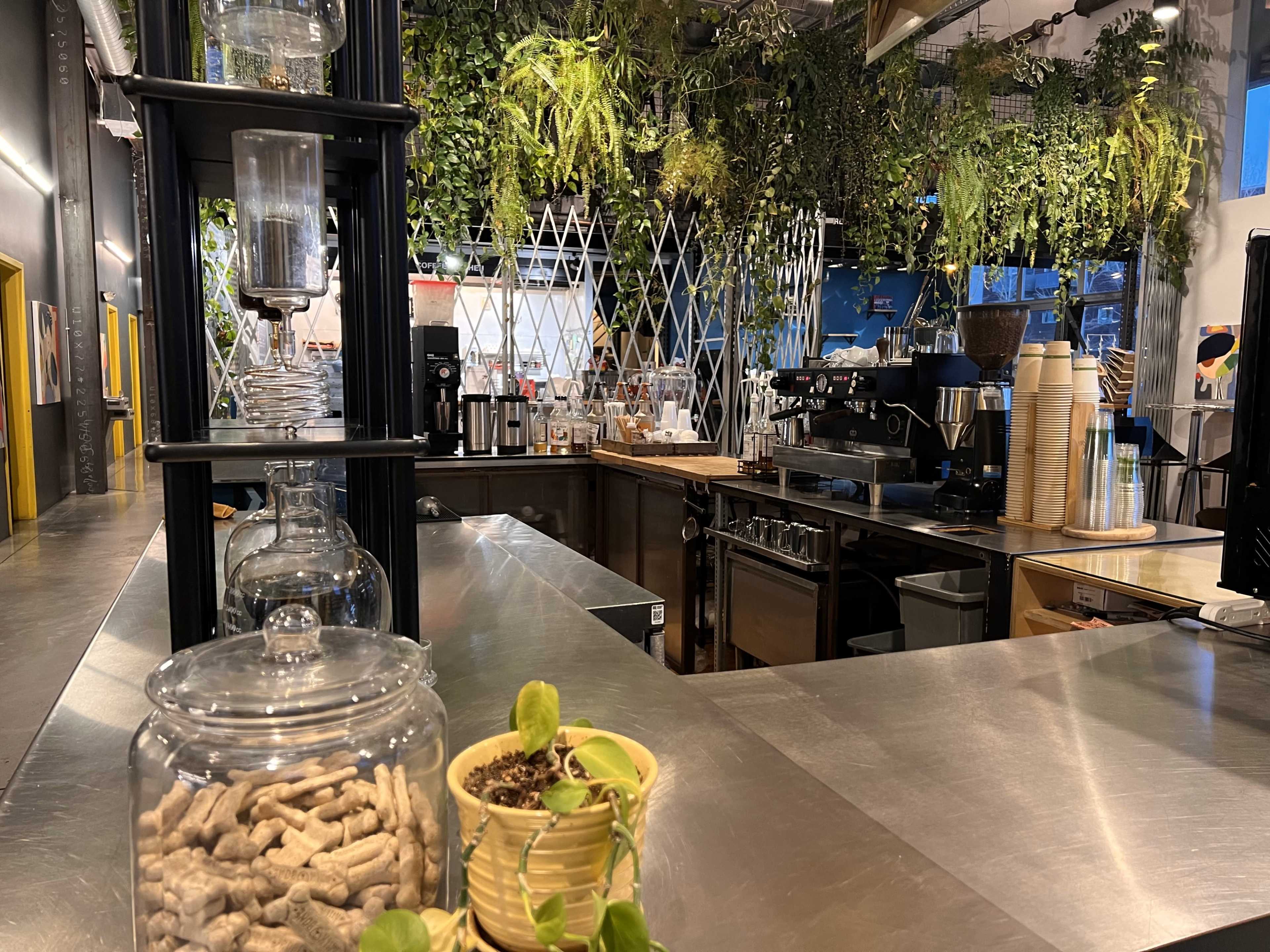 A modern café interior featuring stainless steel countertops, a coffee brewing station, and abundant greenery hanging from the ceiling.