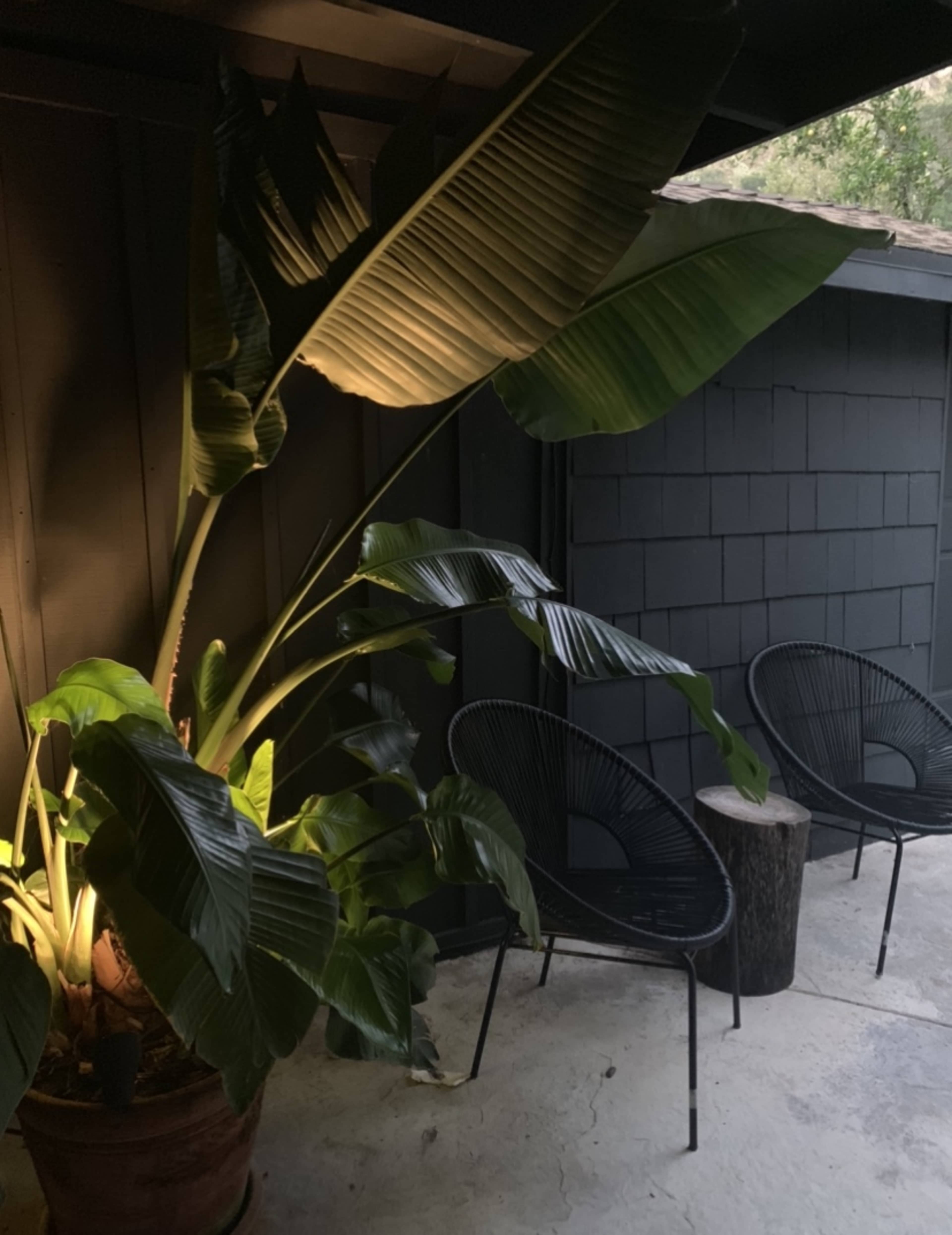 A large potted plant with broad leaves is illuminated beside two black chairs and a wooden stump on a concrete floor.
