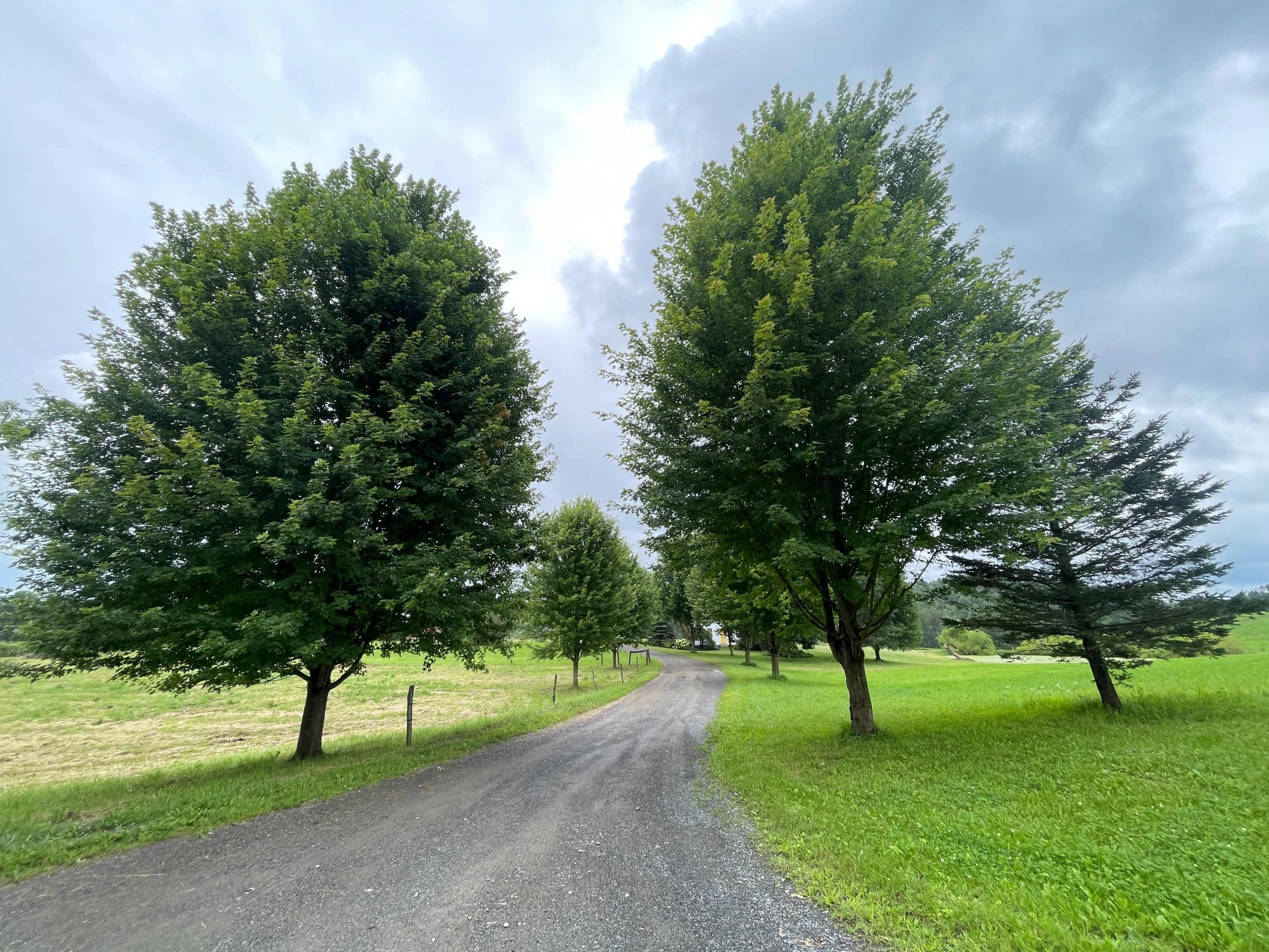 A gravel path winds through a grassy area, flanked by tall trees under a cloudy sky.