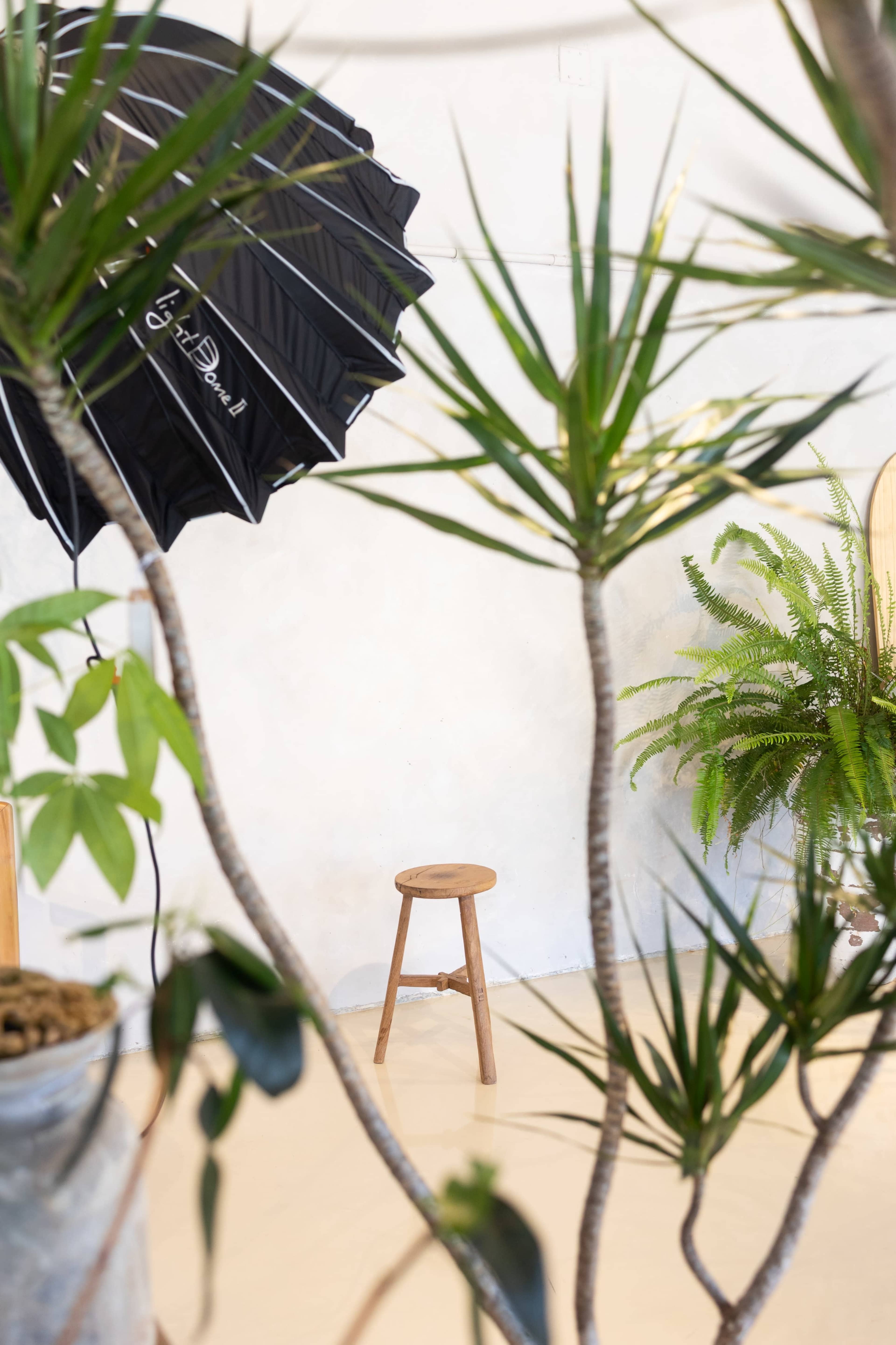 A wooden stool is positioned in a light-filled space surrounded by potted plants and a black umbrella reflector.