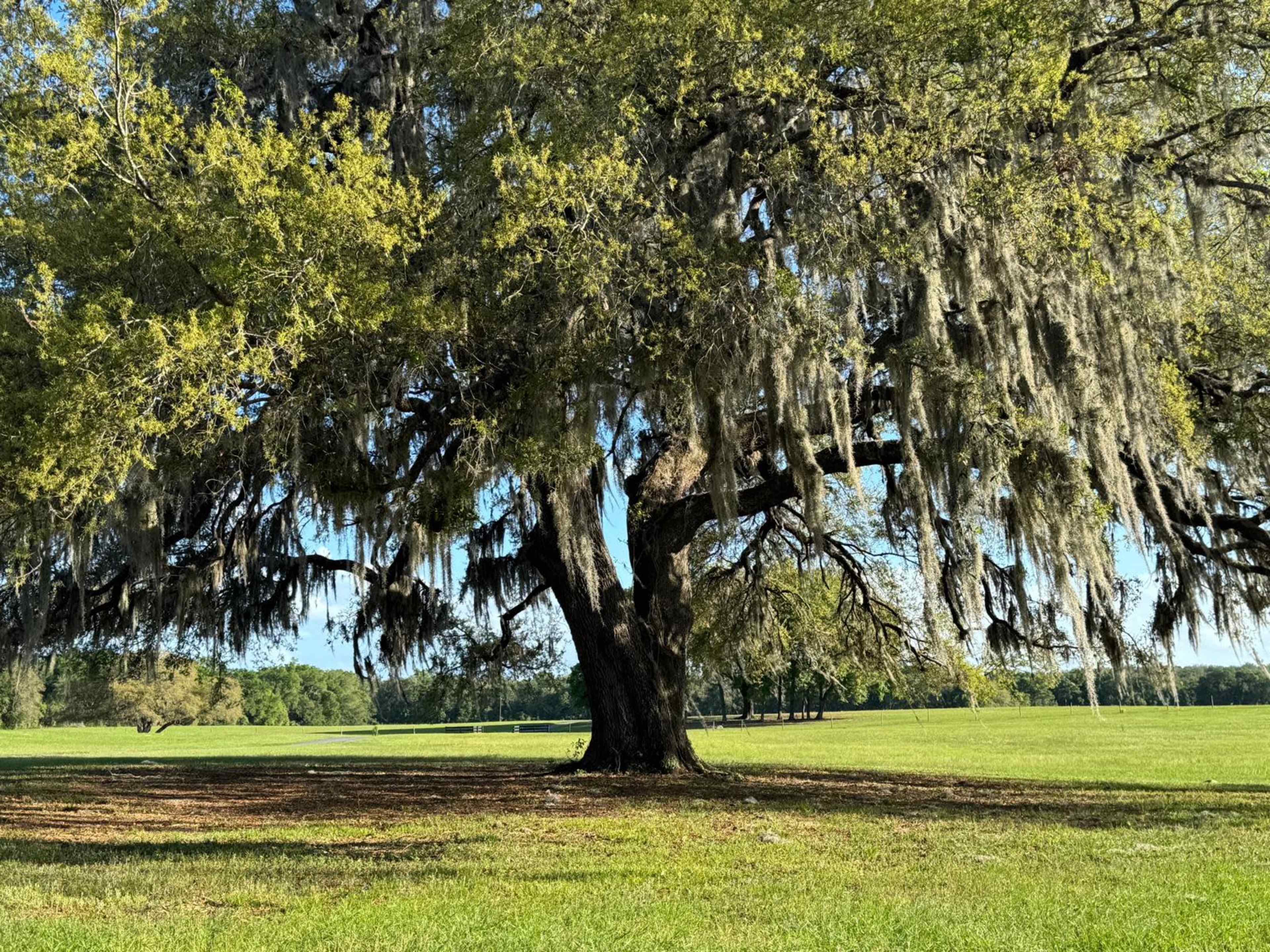 A large oak tree draped with Spanish moss stands in a grassy field under a clear sky.