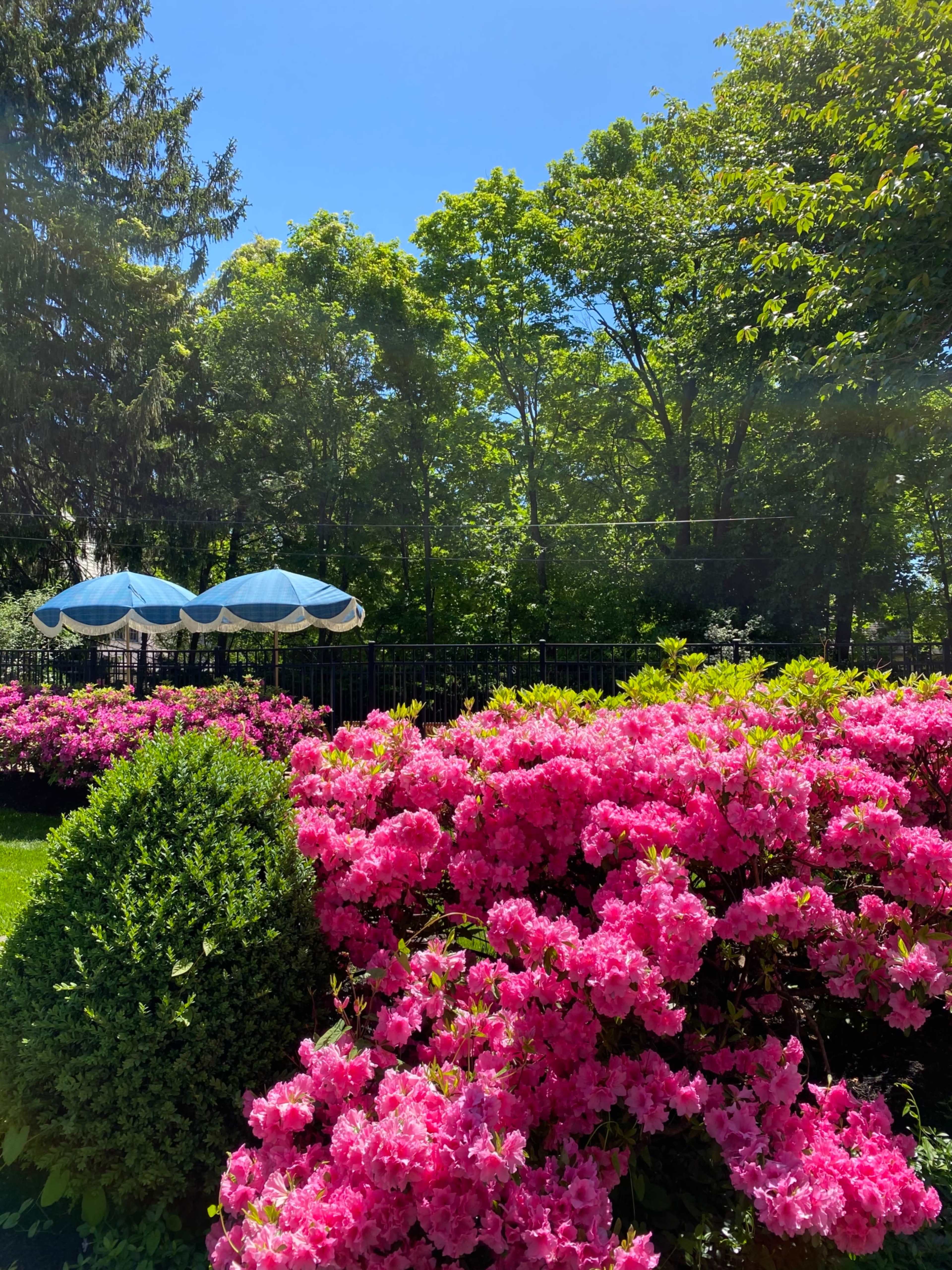A garden filled with bright pink flowers in front of a green hedge, with blue and white striped umbrellas visible in the background under a clear blue sky.