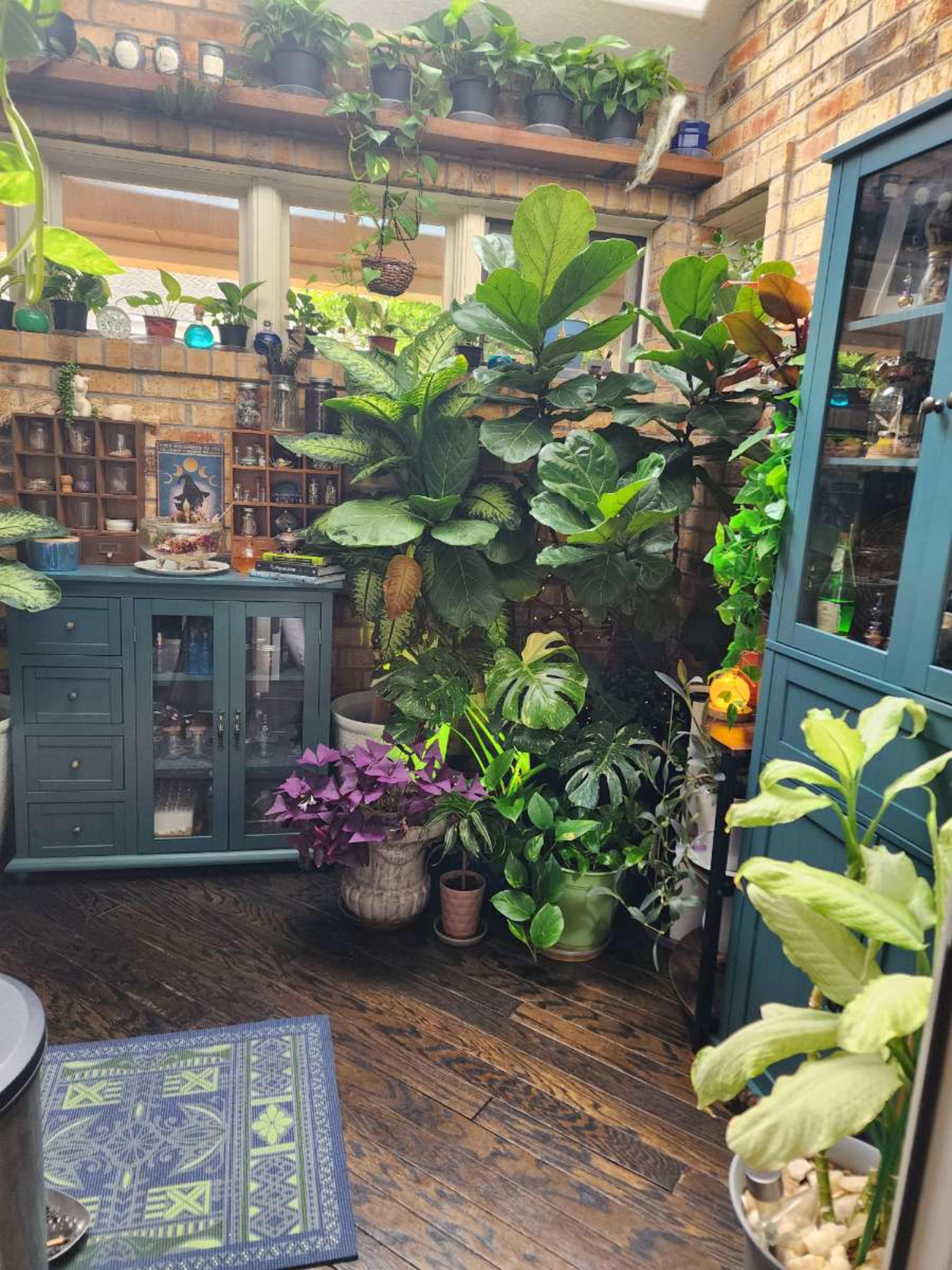 The image shows a cozy indoor space filled with various plants, a green cabinet, and a wooden floor.