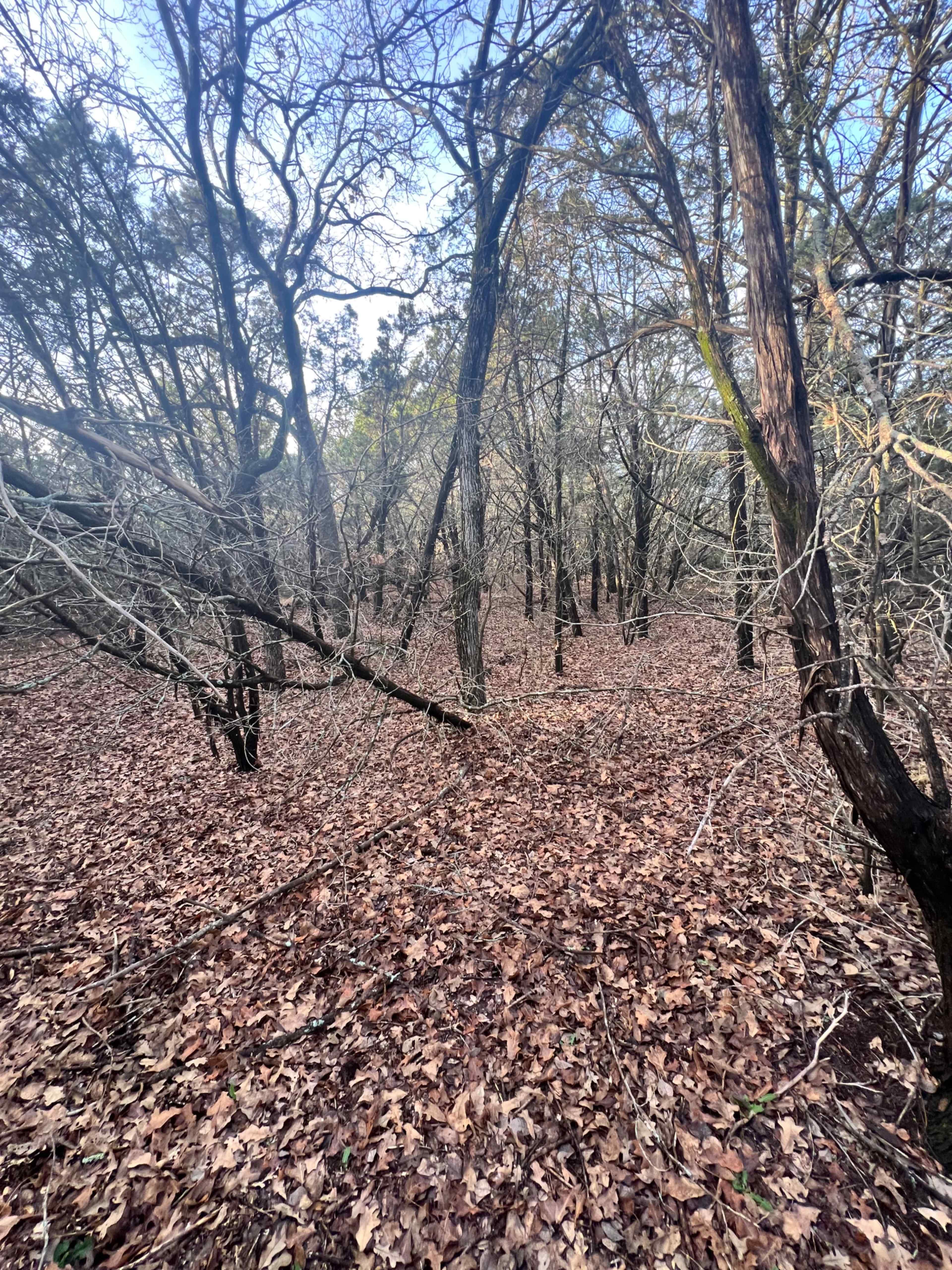 The image shows a dense forest area covered with autumn leaves and scattered trees.