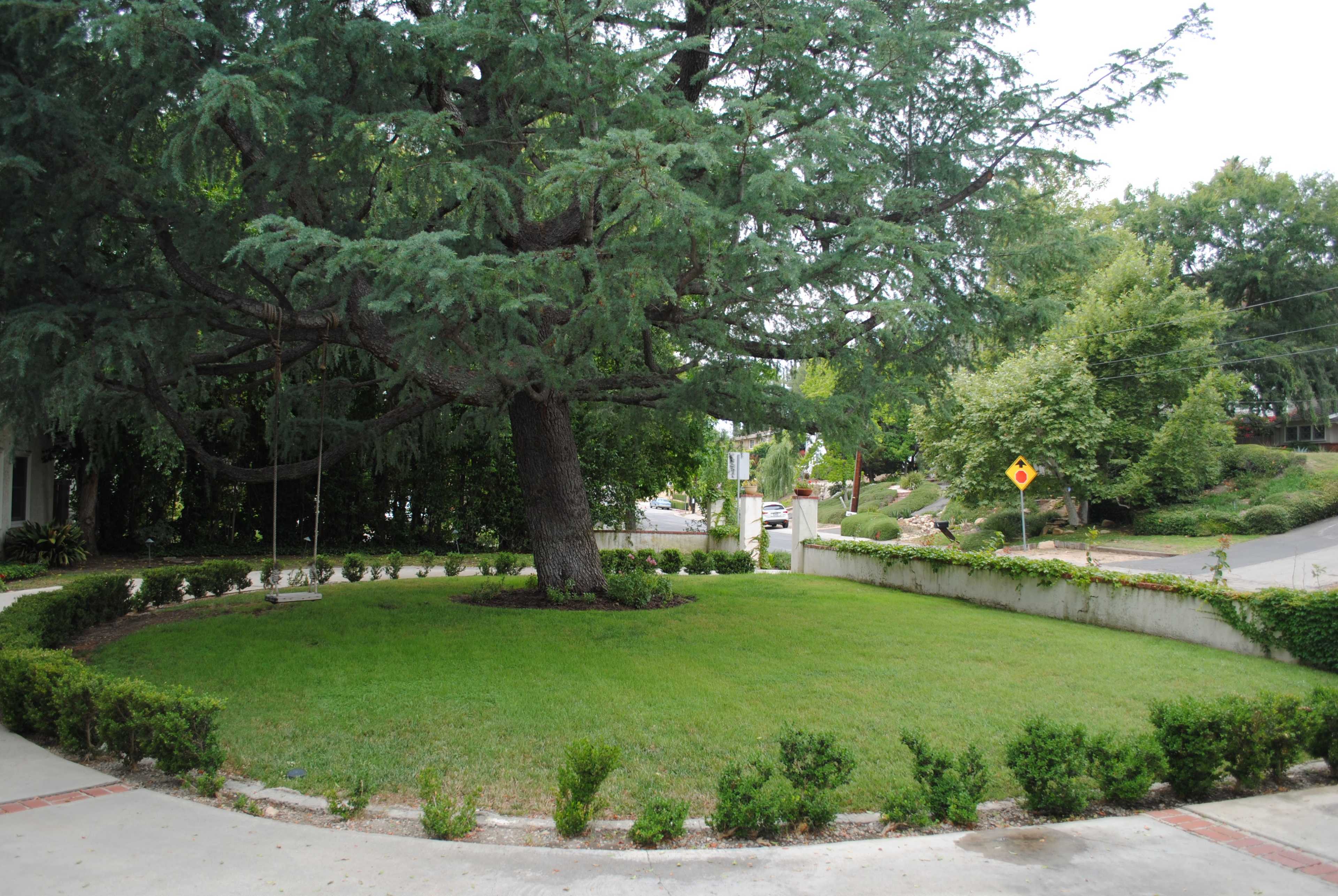 A large tree stands in the center of a circular green lawn, surrounded by low hedges, with a street visible in the background.