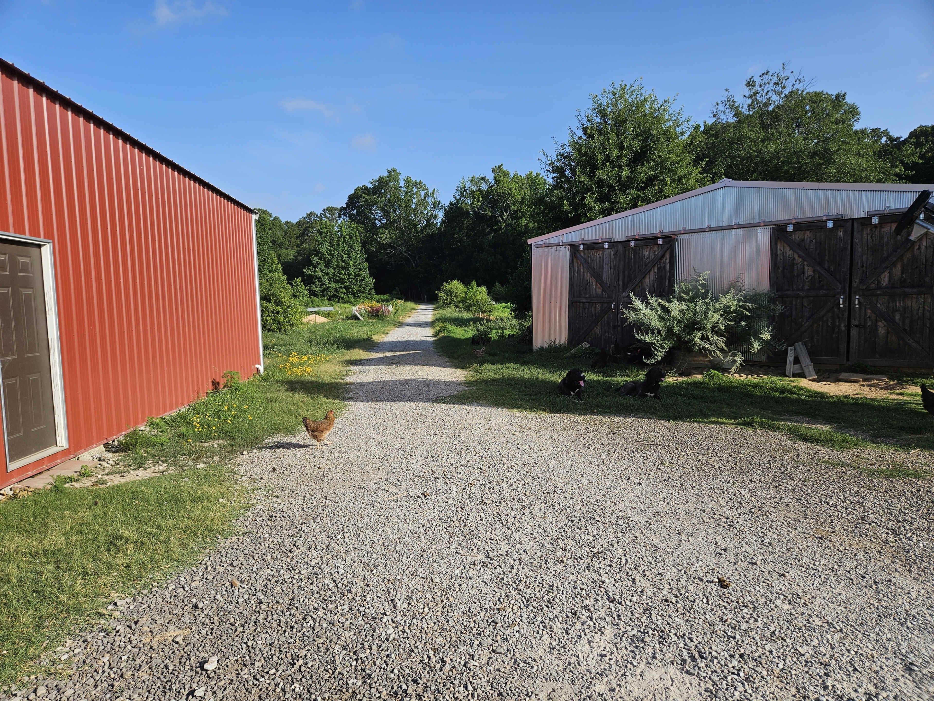 A gravel pathway divides two buildings, one red and the other white, with greenery and chickens on either side.