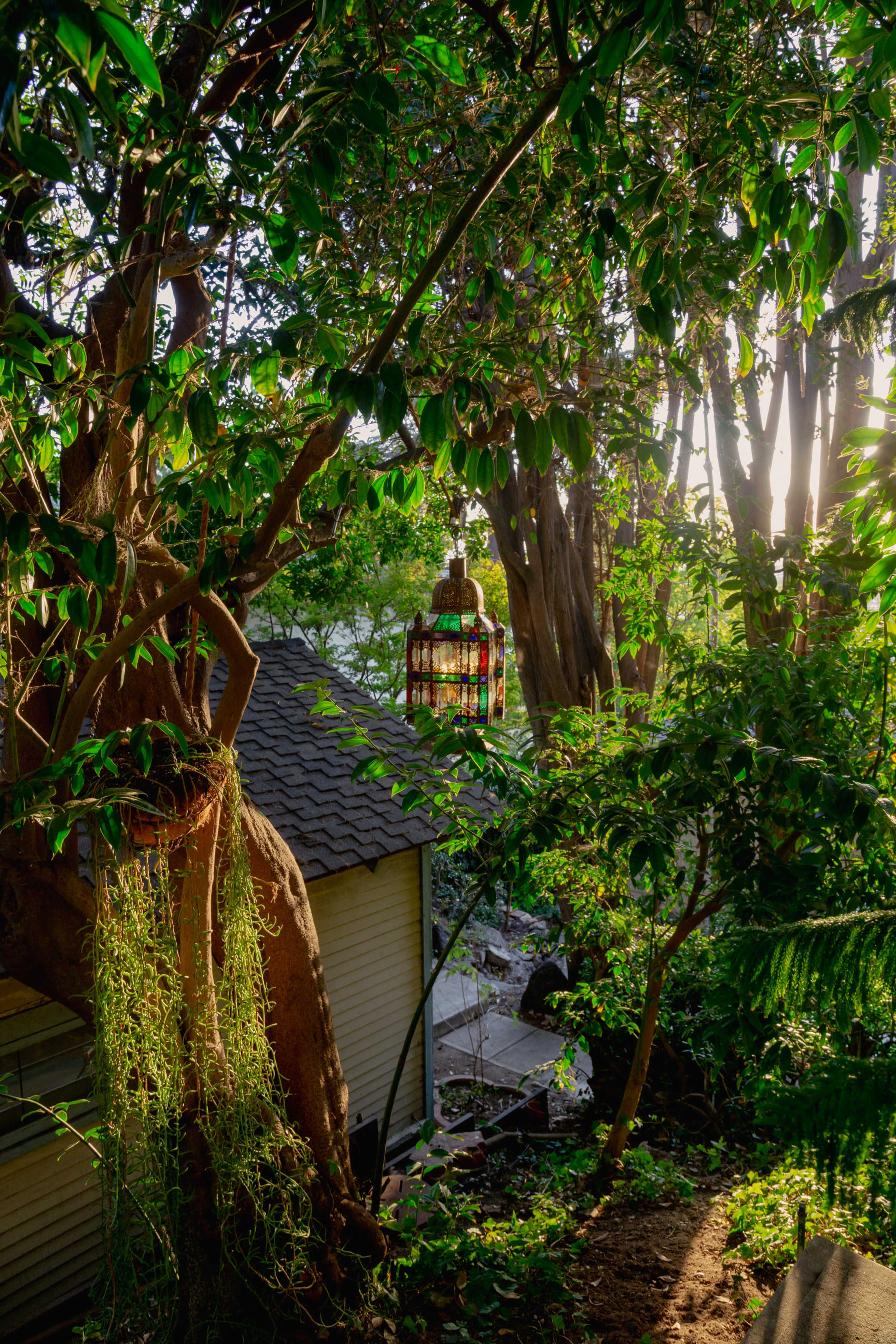 A birdcage hangs from a tree branch in a lush garden, with sunlight filtering through the surrounding foliage.