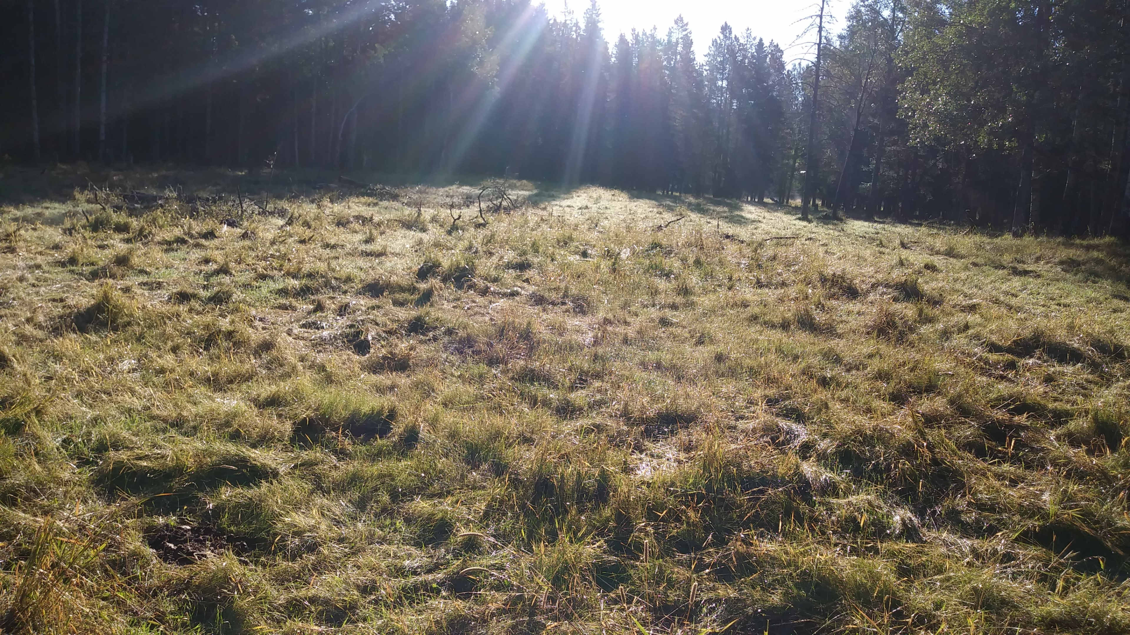 A sunlit meadow is surrounded by tall trees, with dewy grass covering the ground.
