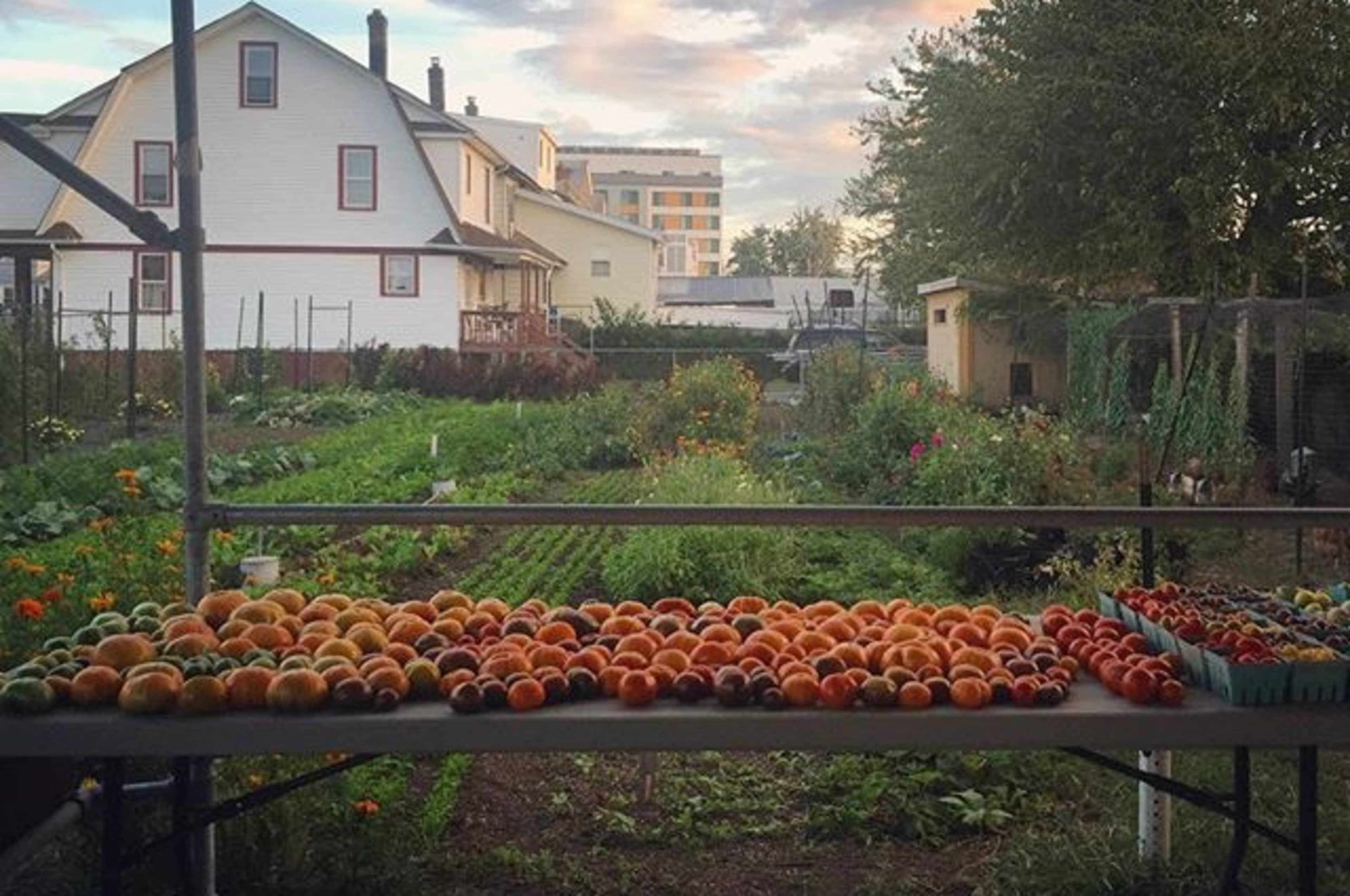 An assortment of peaches is displayed on a table in the foreground, with a community garden and houses visible in the background under a cloudy sky.