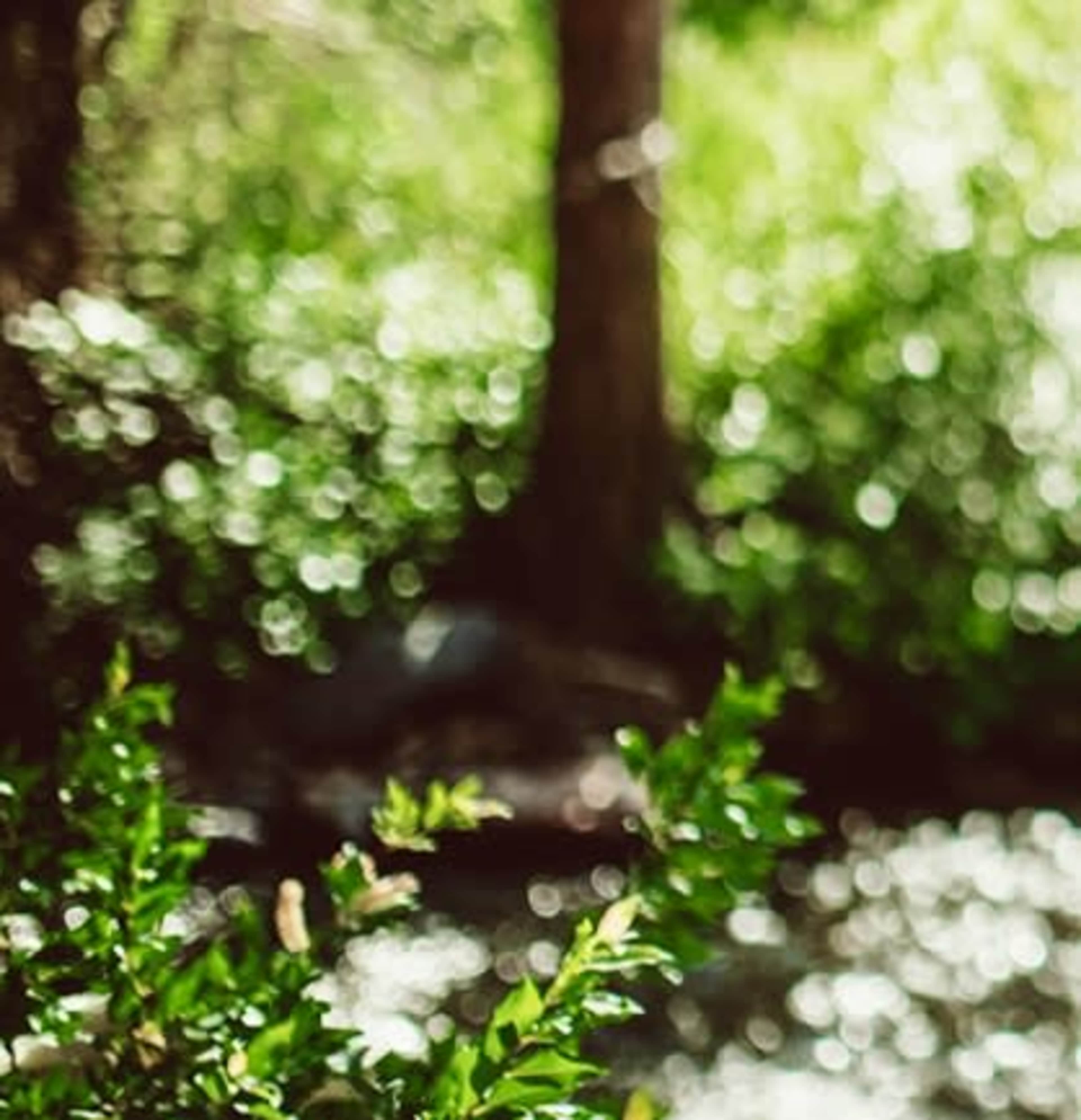 The image shows a blurred view of a natural setting with greenery and a body of water in the background.