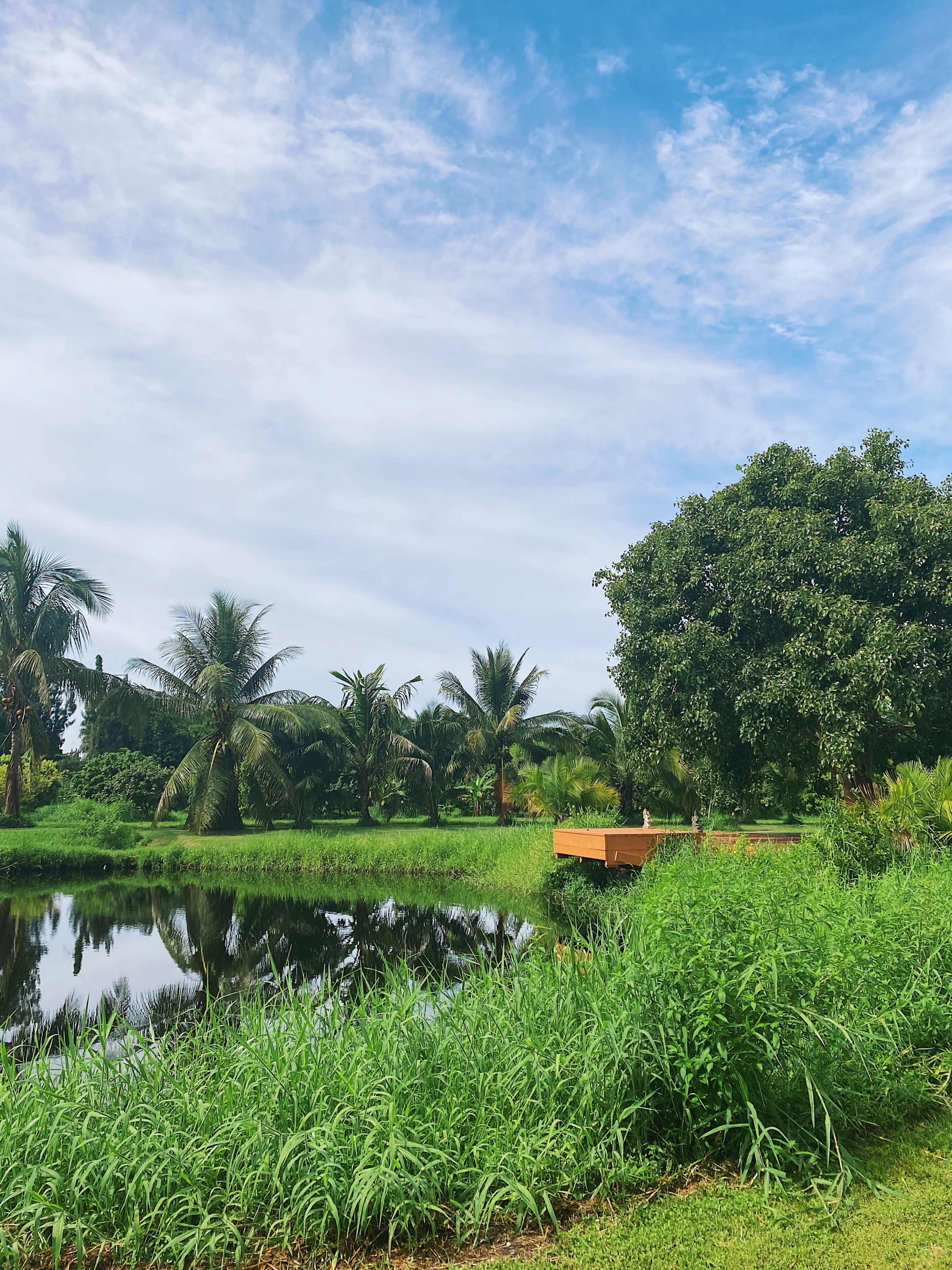 A lush green landscape features palm trees and a large tree beside a calm pond, with a wooden platform at the water's edge.