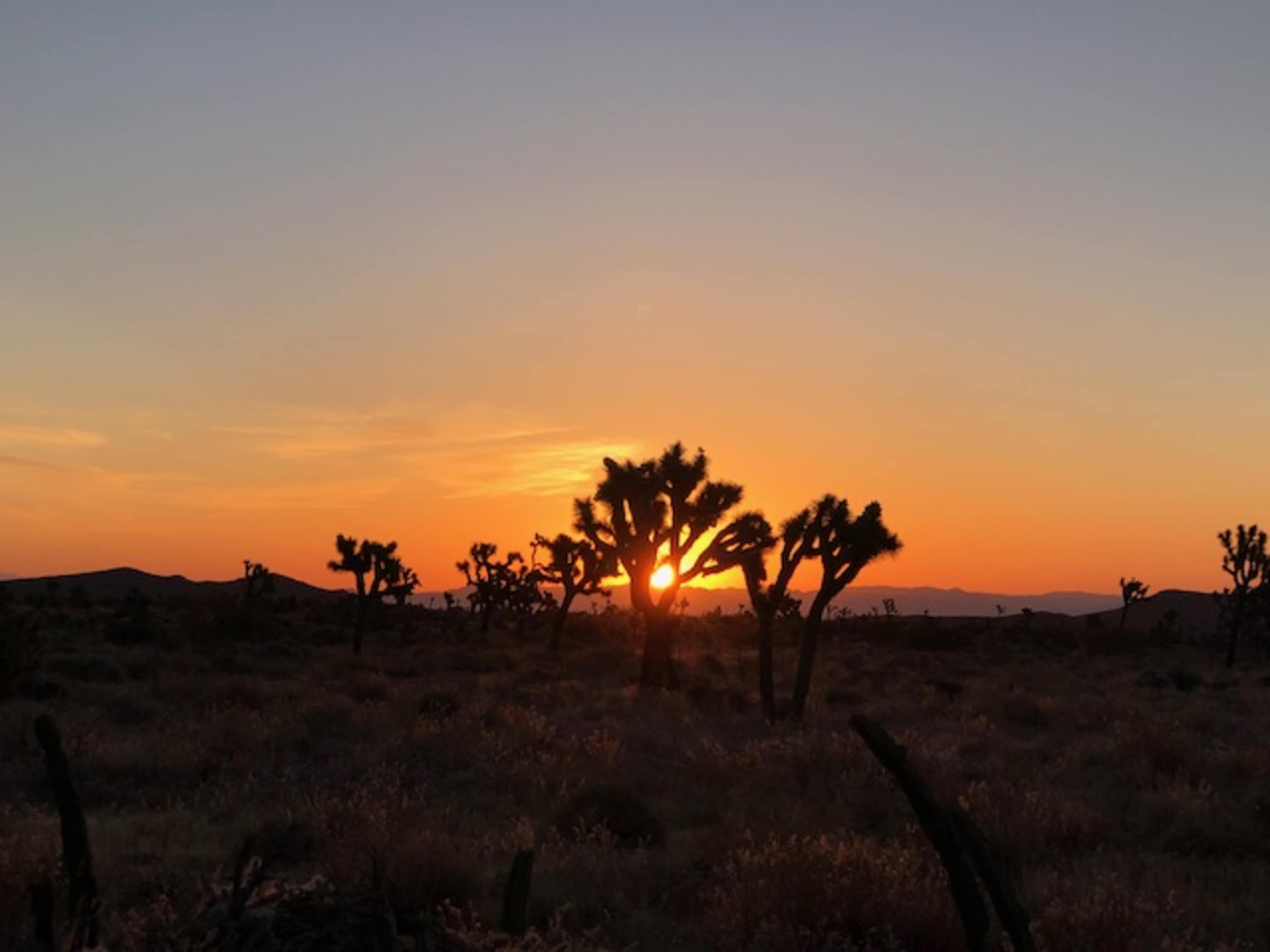 The setting sun casts a warm glow over a desert landscape dotted with Joshua trees.