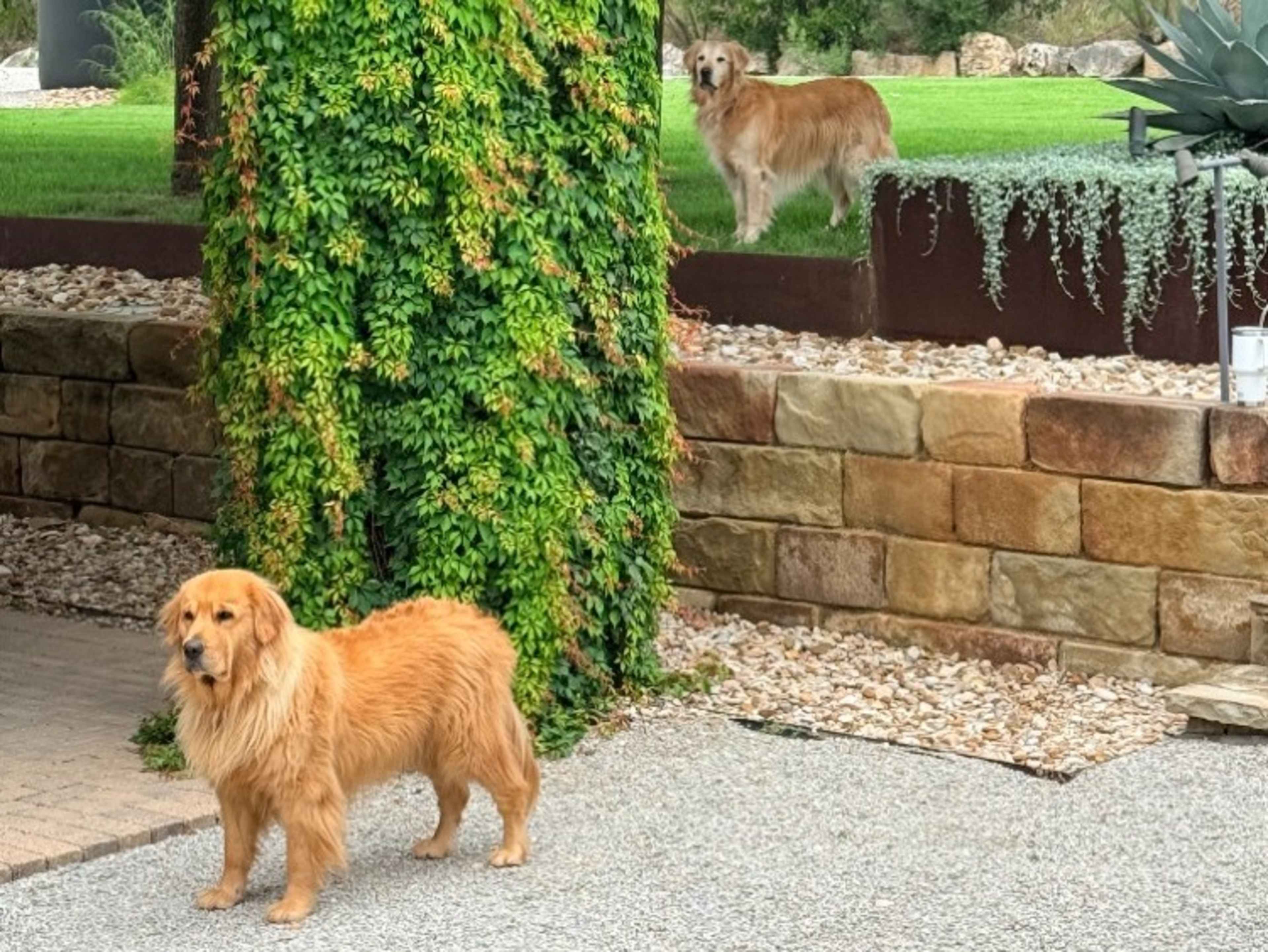 Golden Retrievers