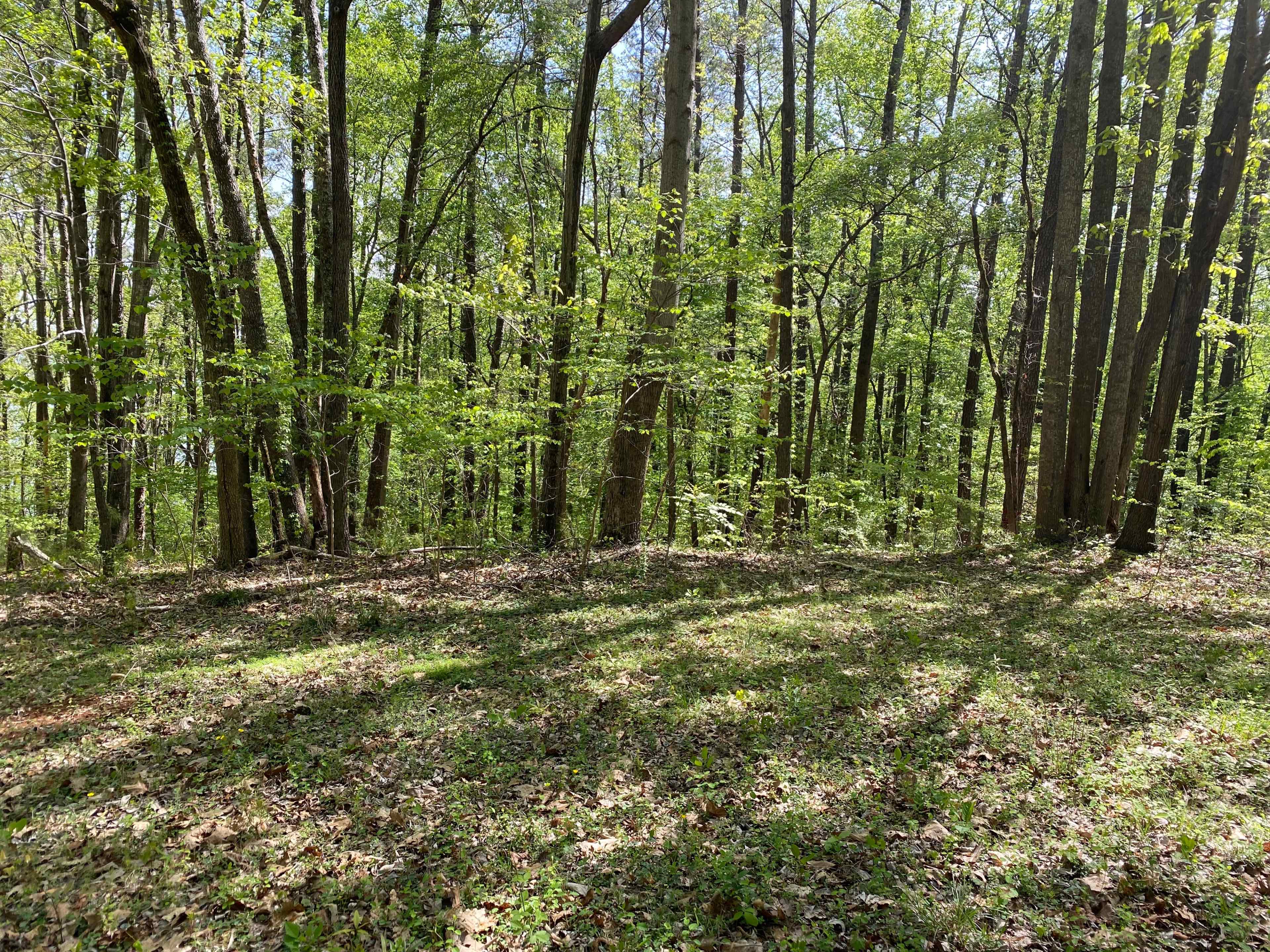 The image shows a forest scene with tall trees and fresh green foliage, illuminated by sunlight casting shadows on the ground.