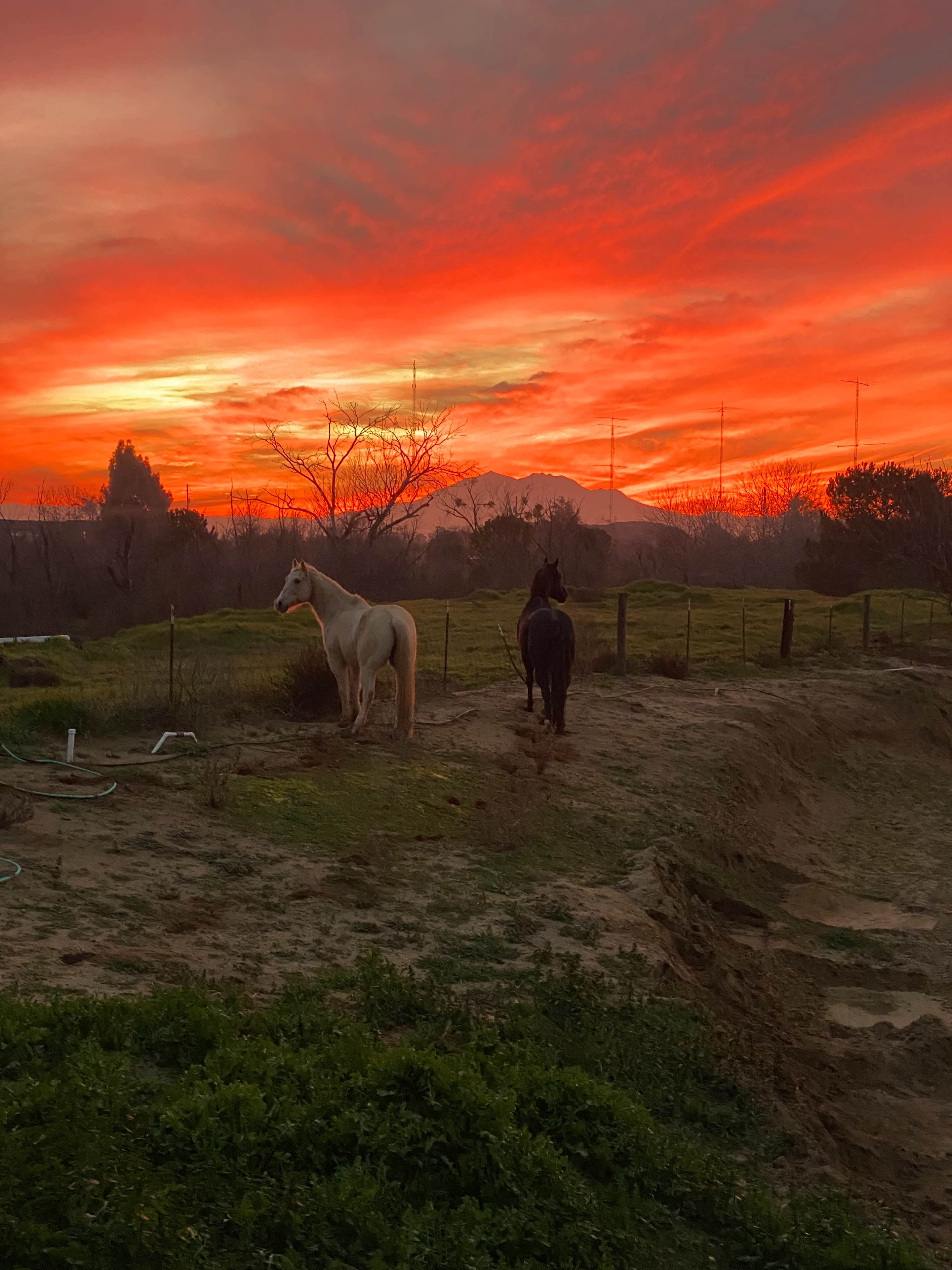 Family Horse Ranch Image in Knightsen, Knightsen, CA