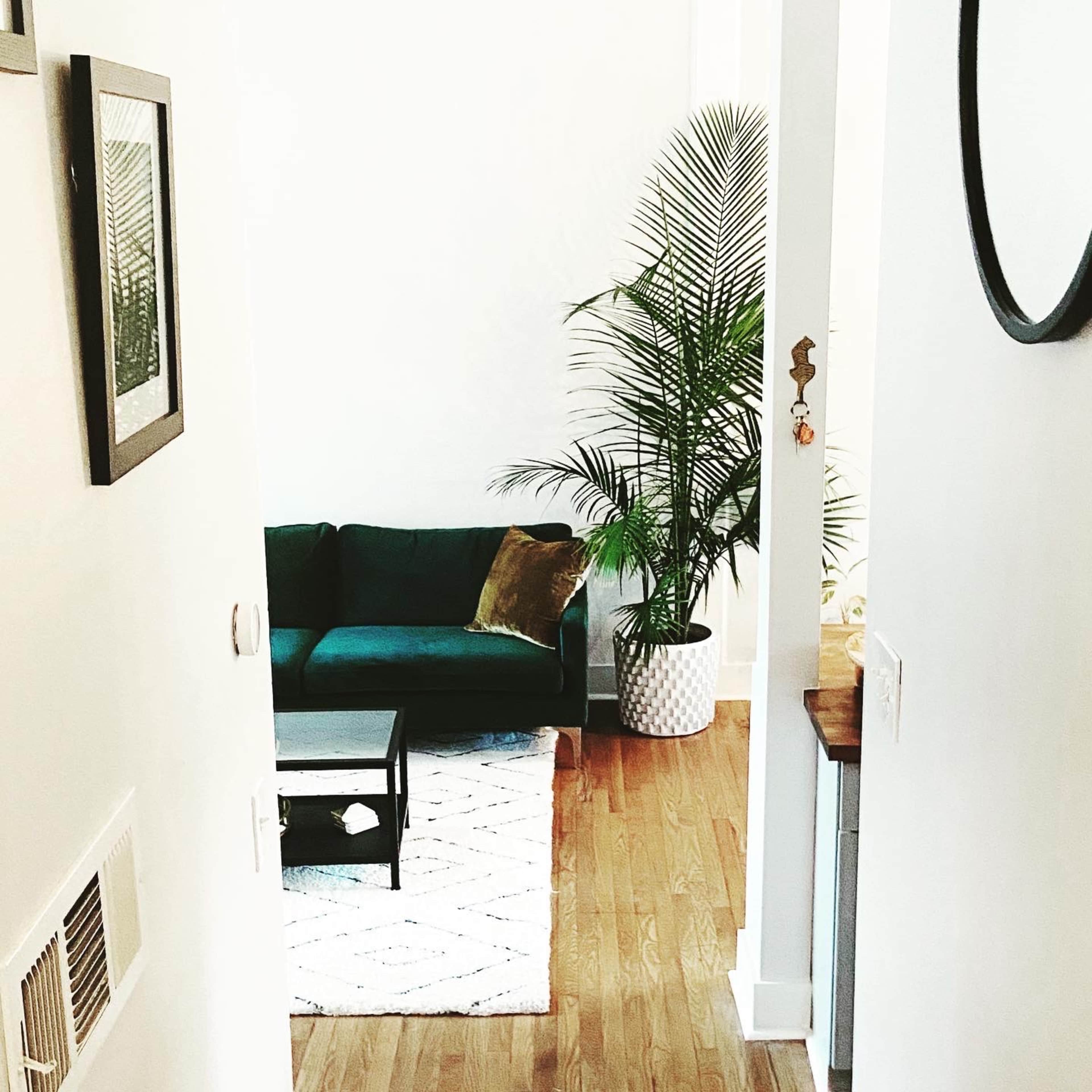 A view from a doorway into a living room featuring a green couch, a coffee table, and a large potted plant.