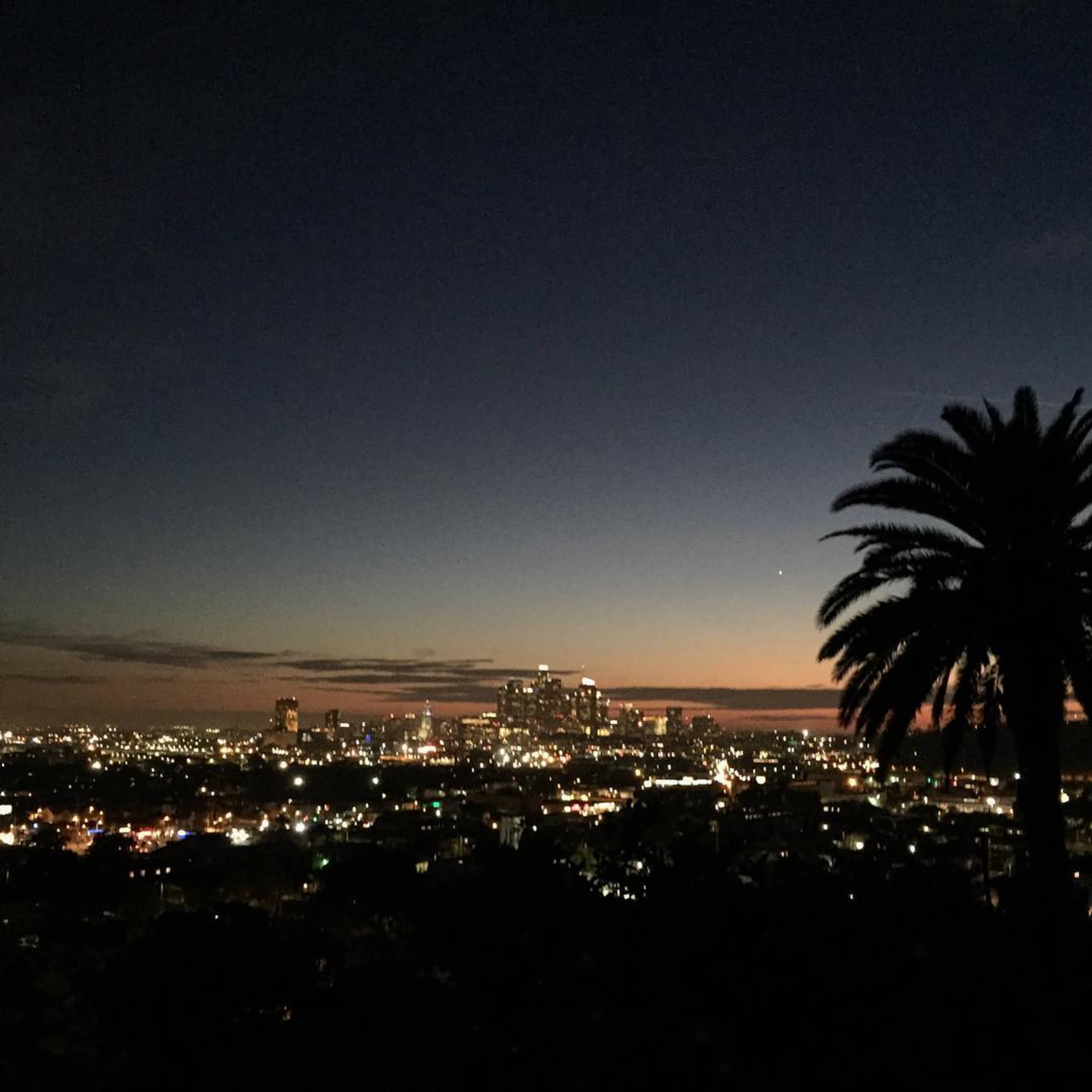 A city skyline at dusk with a palm tree in the foreground.