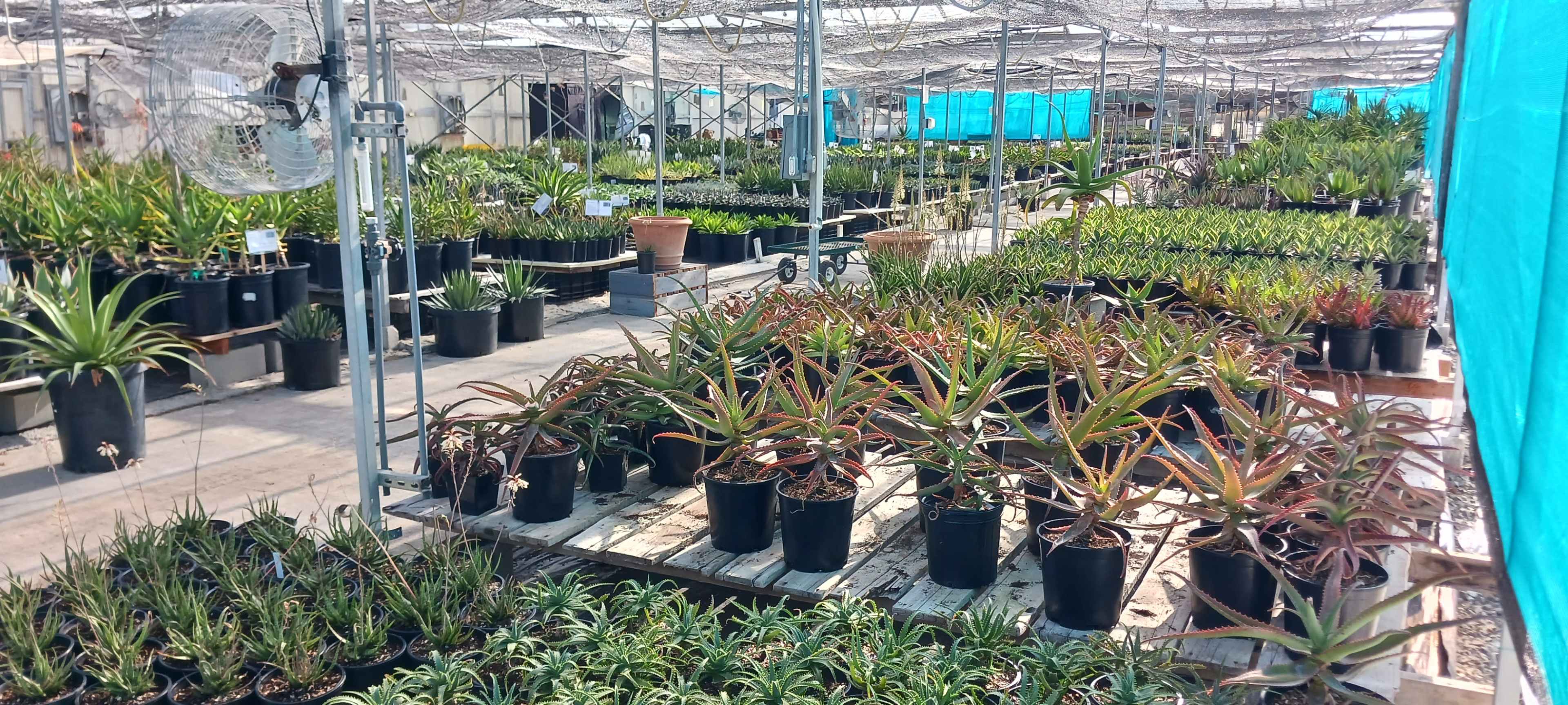 Hwy 1 Greenhouse with thousands of plants Image in Half Moon Bay, HalfMoon Bay, CA