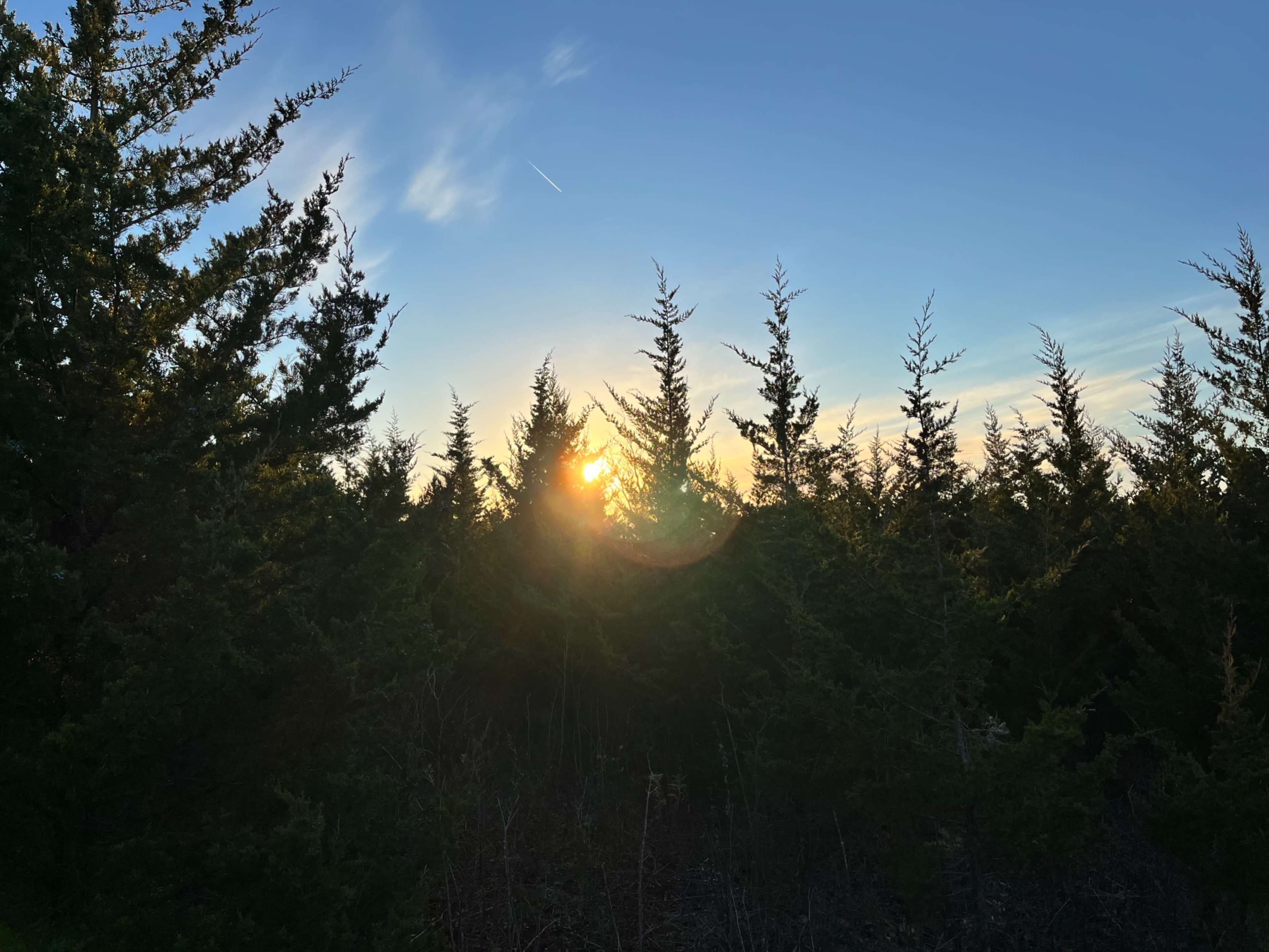 The sun sets behind a line of coniferous trees in a clear sky.