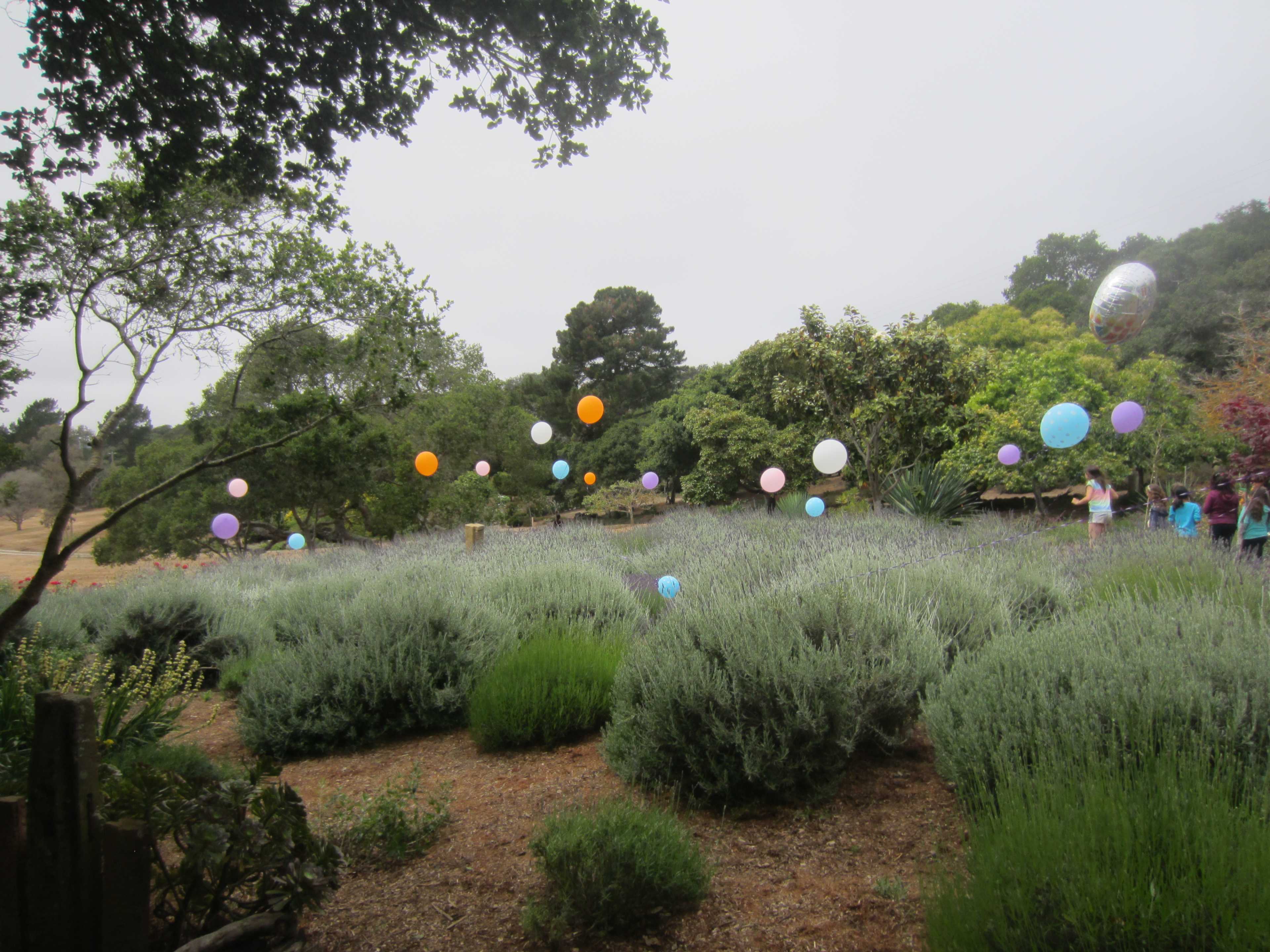 A field of lavender and greenery features colorful balloons floating above, with people visible in the background.