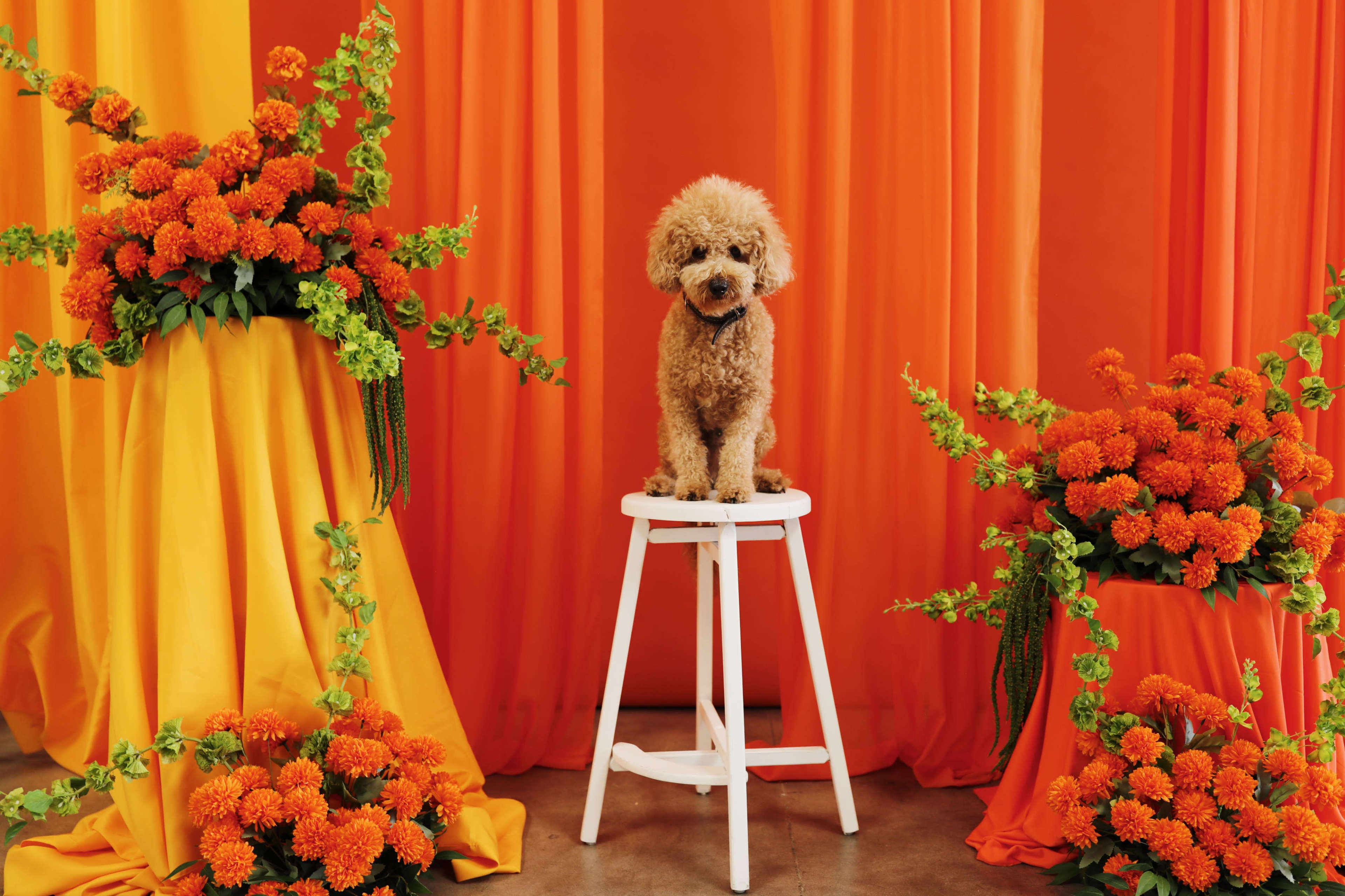 A brown poodle sits on a white stool surrounded by vibrant orange and yellow flowers against a bright orange backdrop.