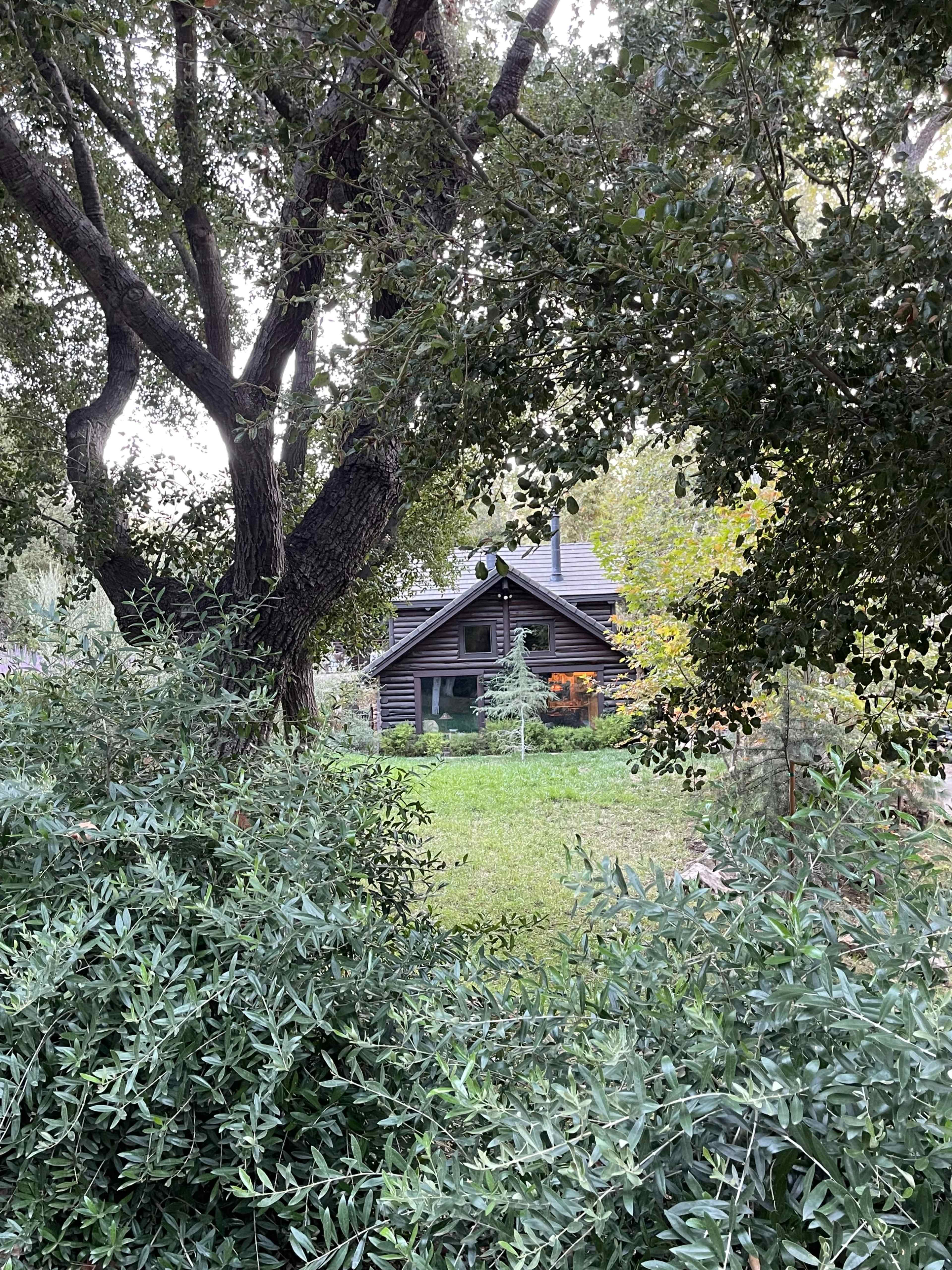 A log cabin is partially visible through a dense thicket of greenery and trees.