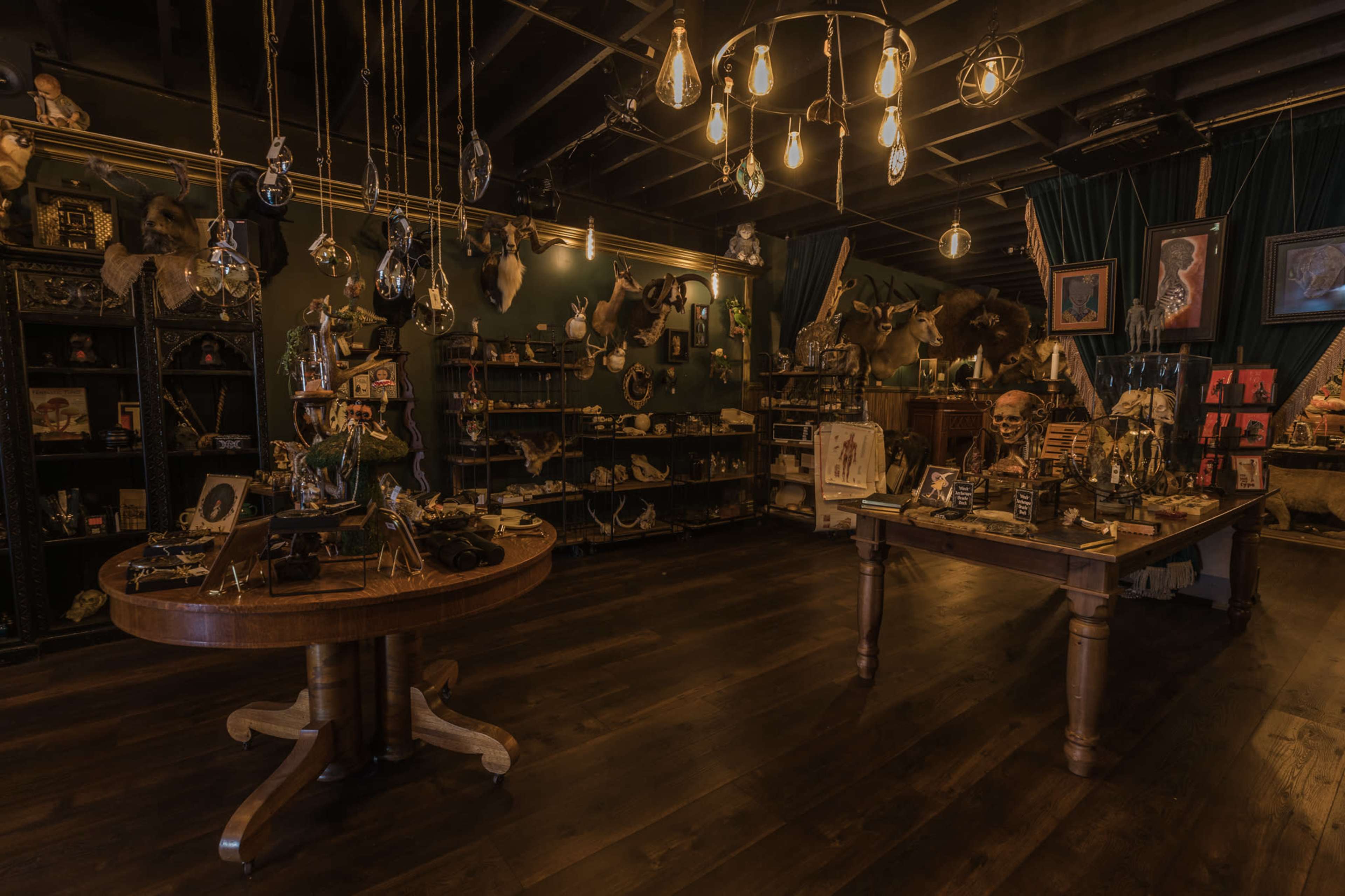 Eclectic, Vintage room with taxidermy and oddities Image in Burbank, Burbank, CA