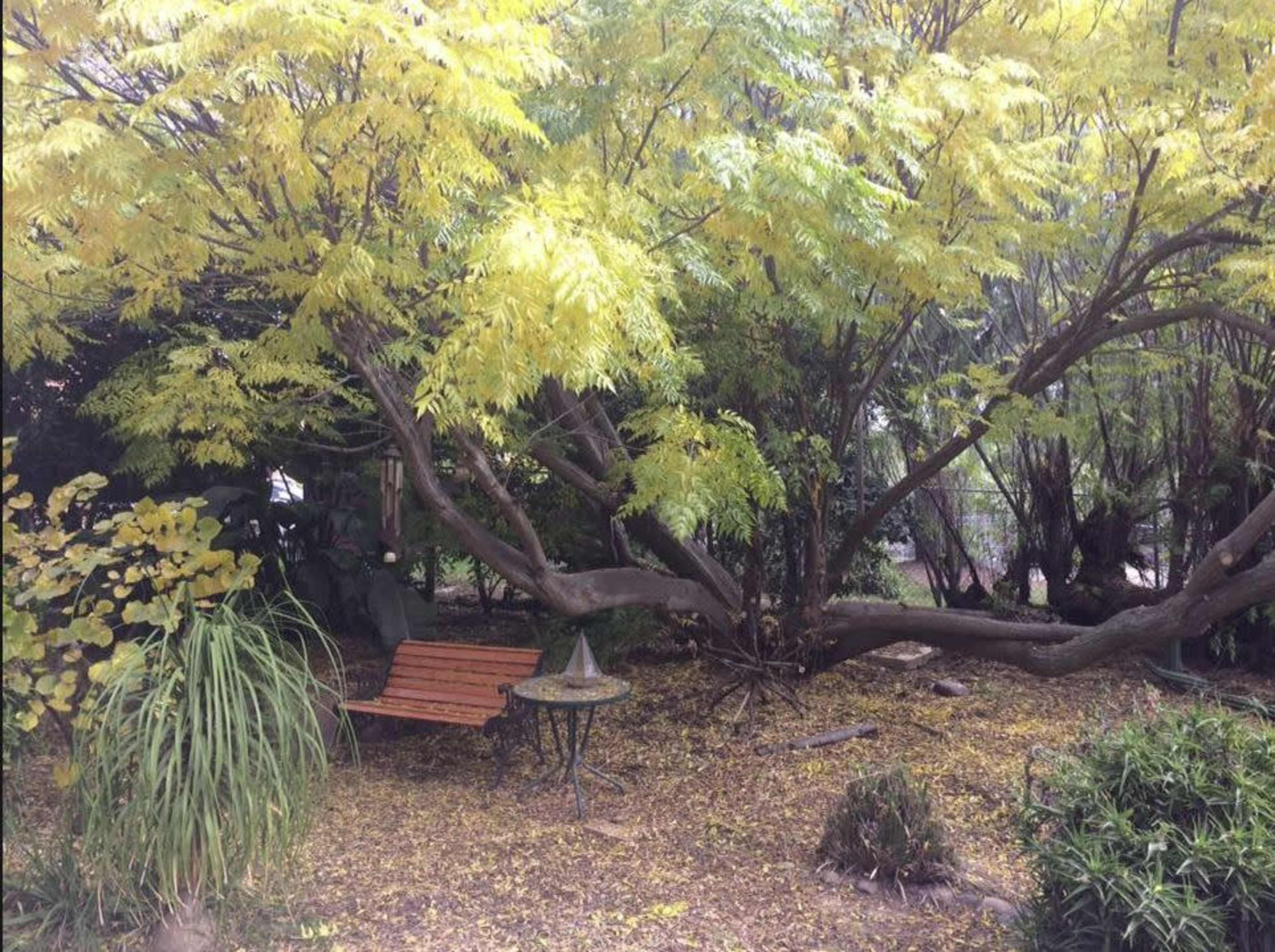 A wooden bench and a small table are surrounded by yellow-leaved trees in a garden.