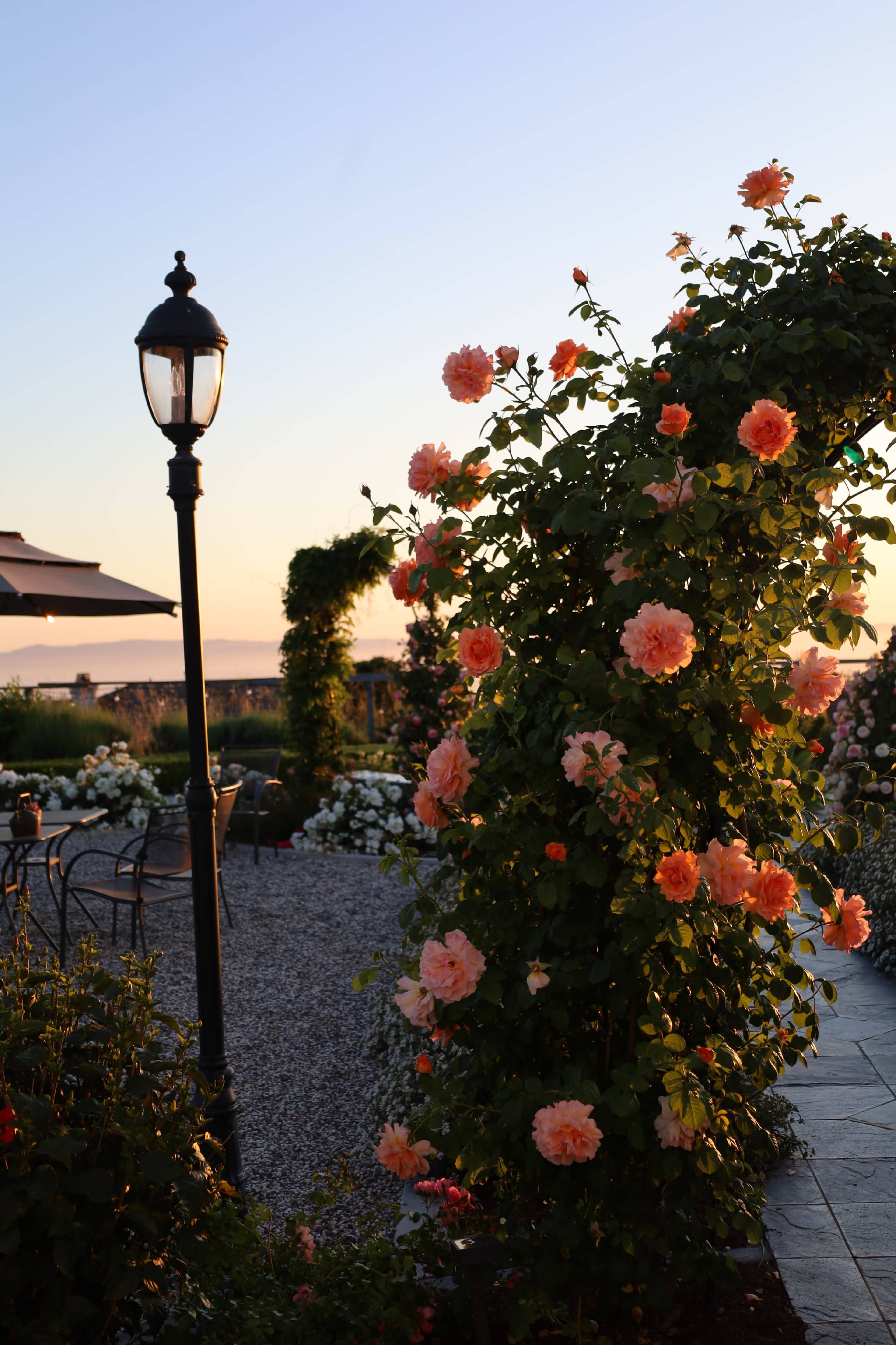 A lamppost stands beside a flowering rose arch in a landscaped garden during sunset.