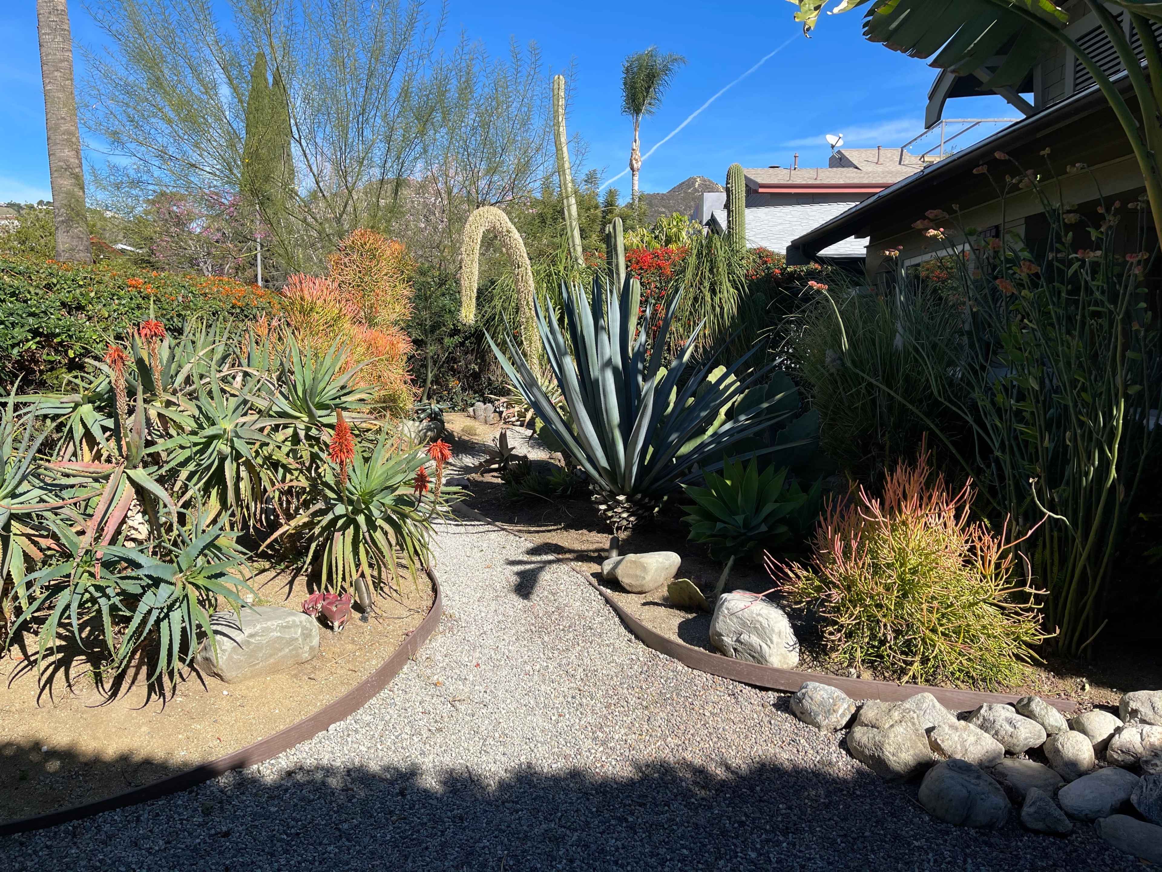 A desert garden featuring various succulent plants, a winding gravel path, and a mix of greenery and rocks.