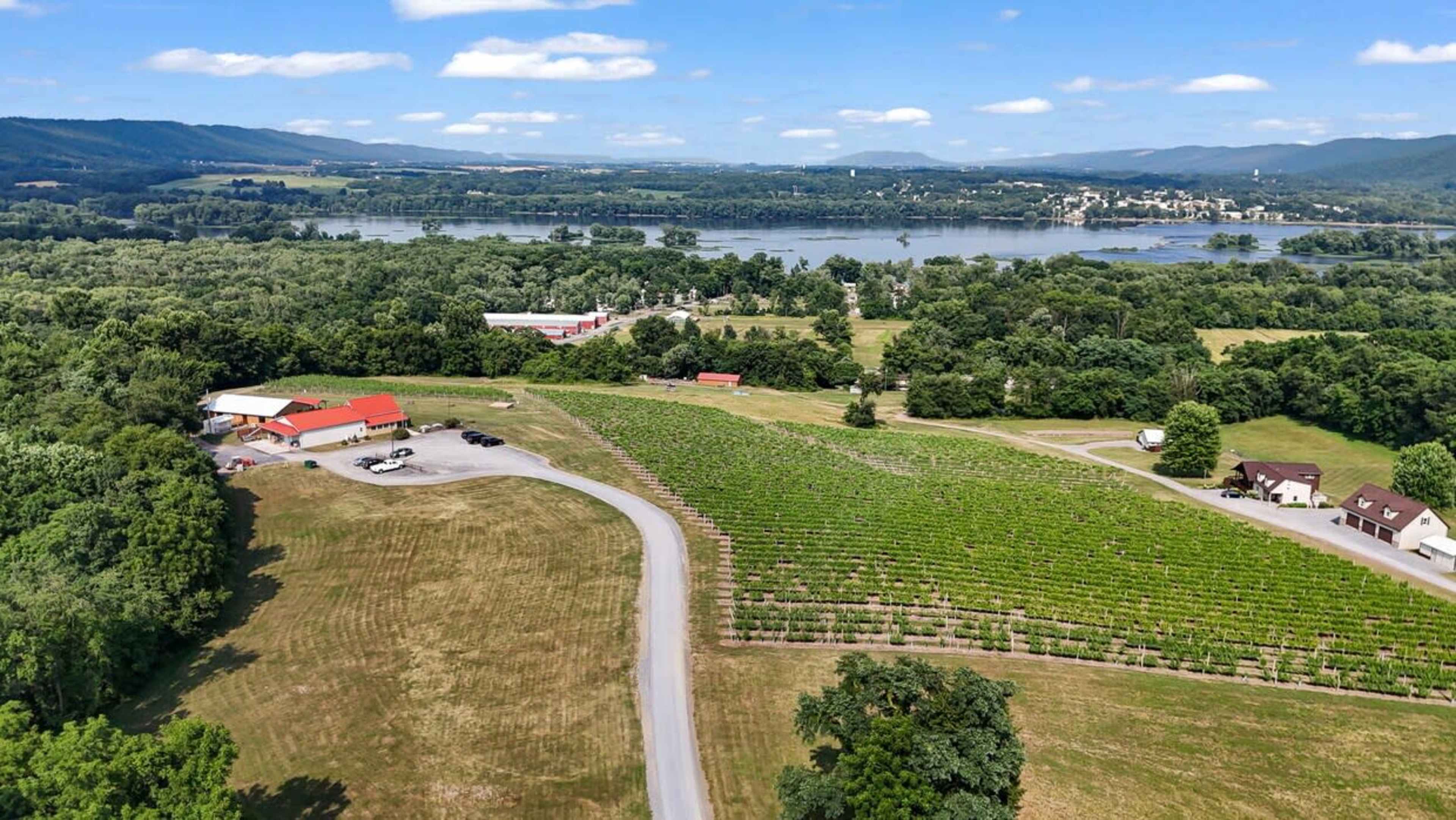 The image shows a sprawling vineyard landscape with rows of grapevines, a river in the background, and a small cluster of buildings nearby under a clear blue sky.