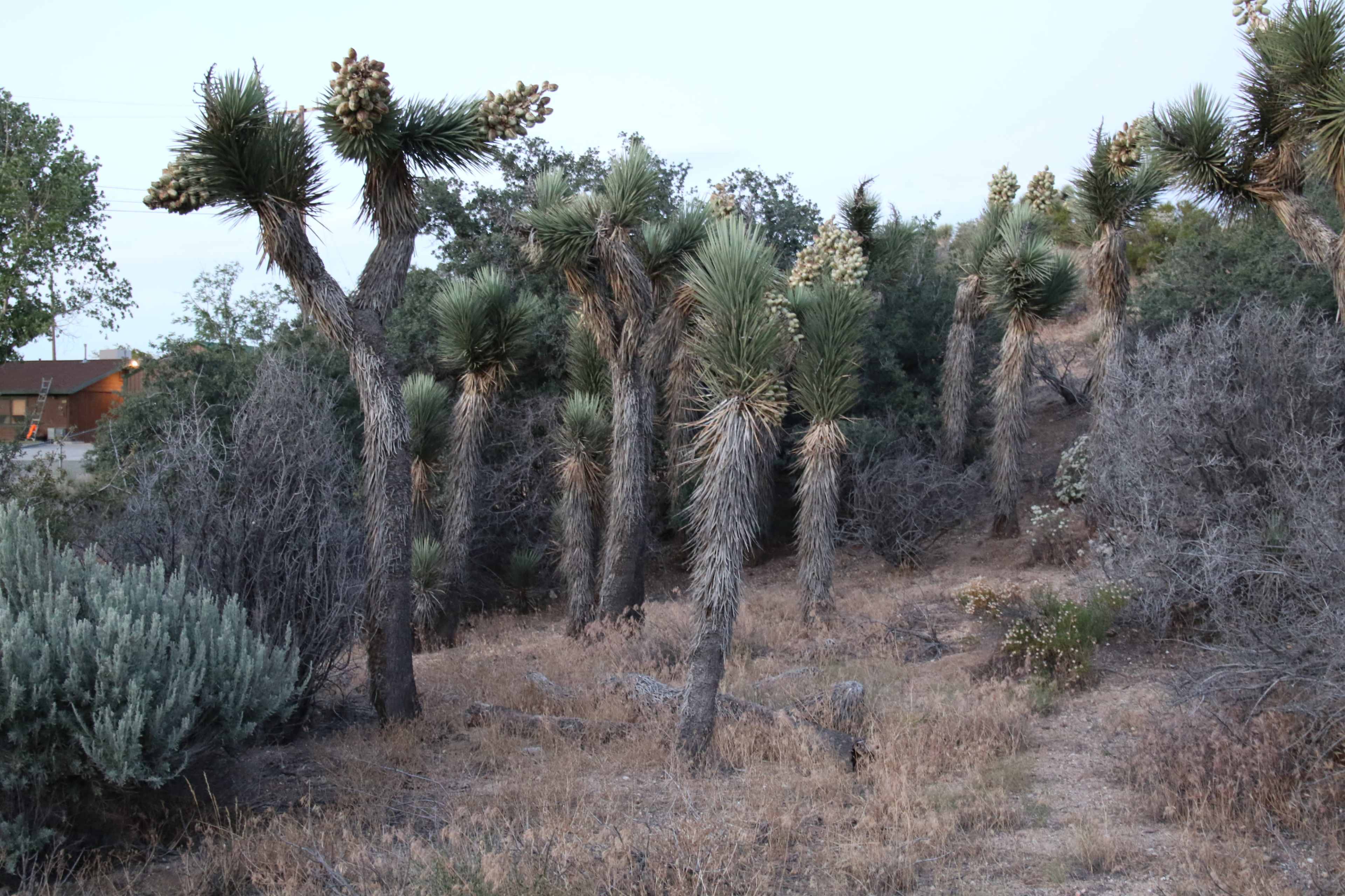 A group of Joshua trees with spiky leaves stands among dry grass and shrubs in a mountainous area.