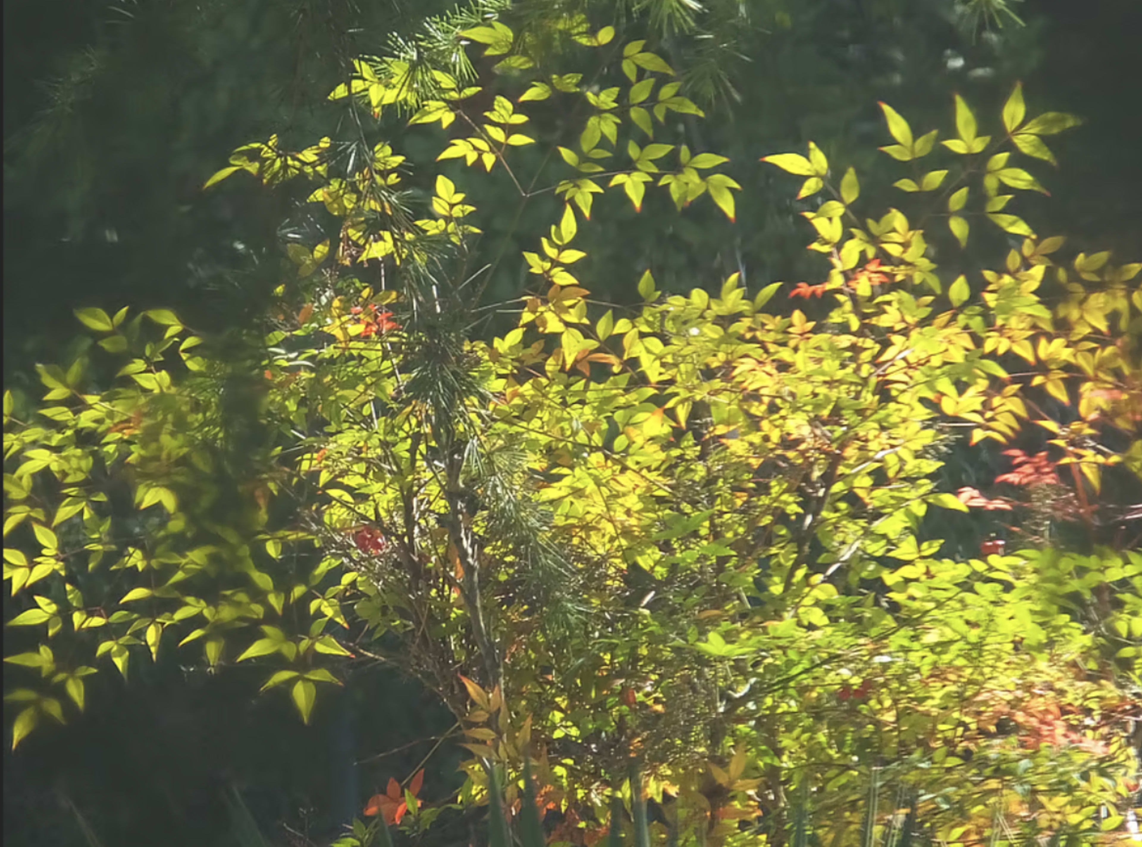 Natures Beauty Retreat Image in Almaden Guadalupe Park, San Jose, CA