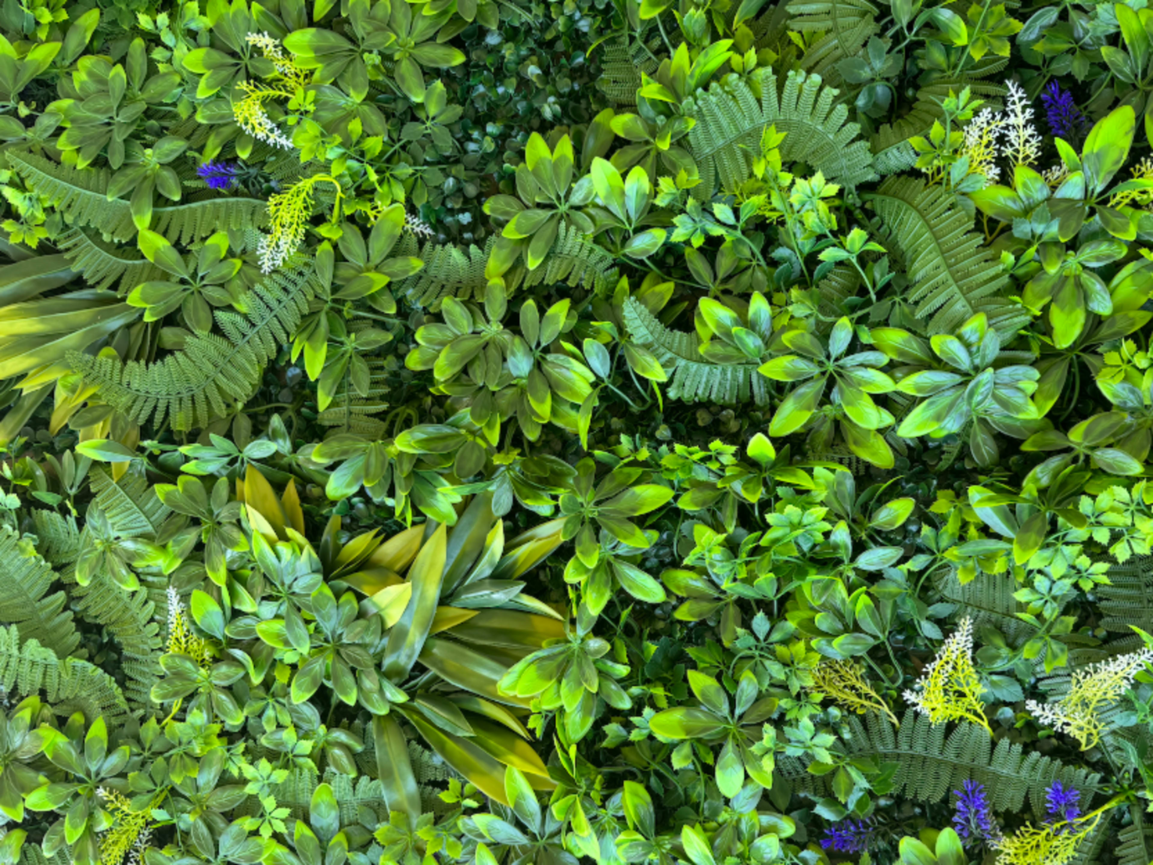 Plant Wall