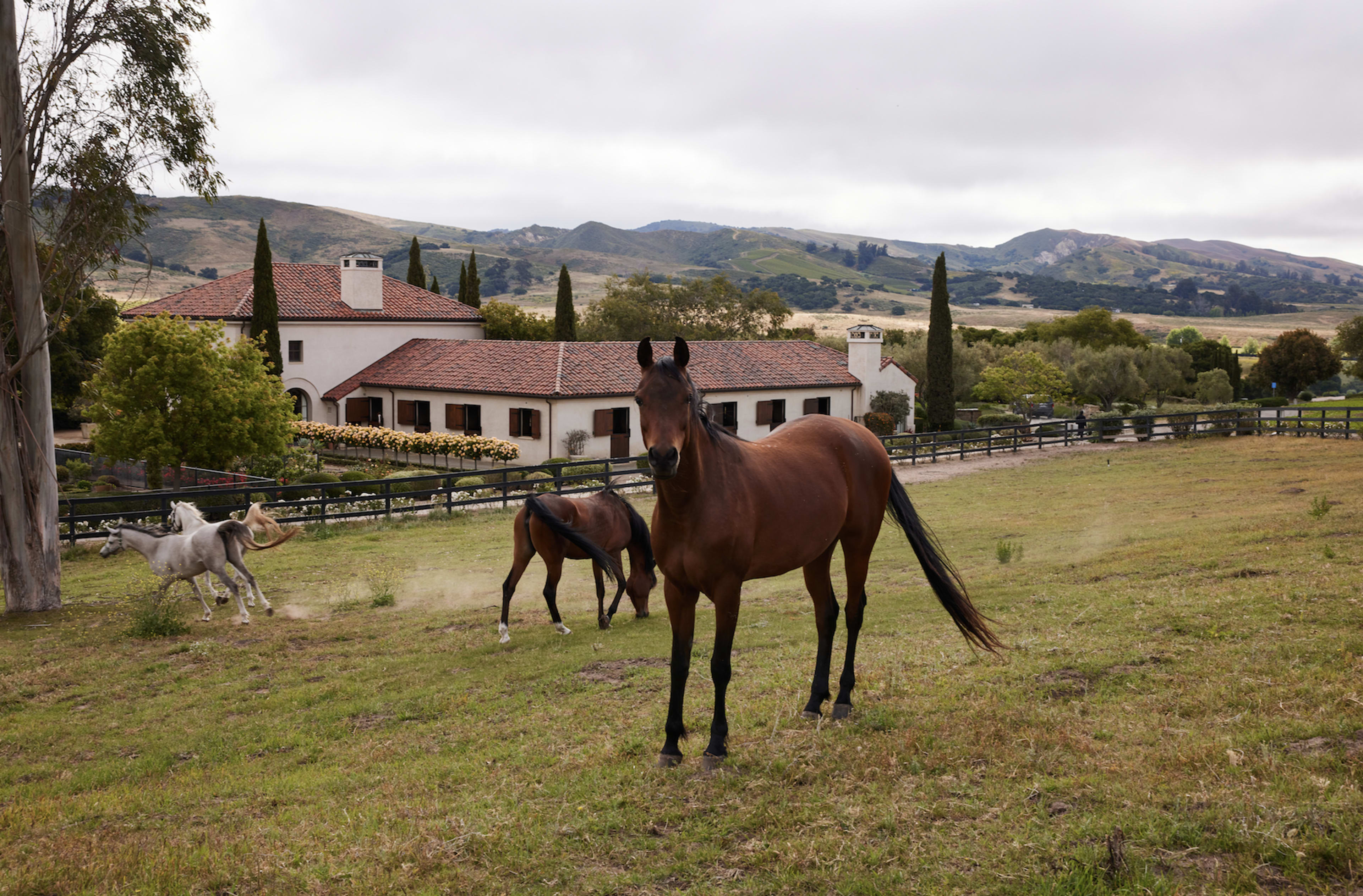 100-Acre Vineyard with Rustic Ranch Backdrops Image in , Lompoc, CA