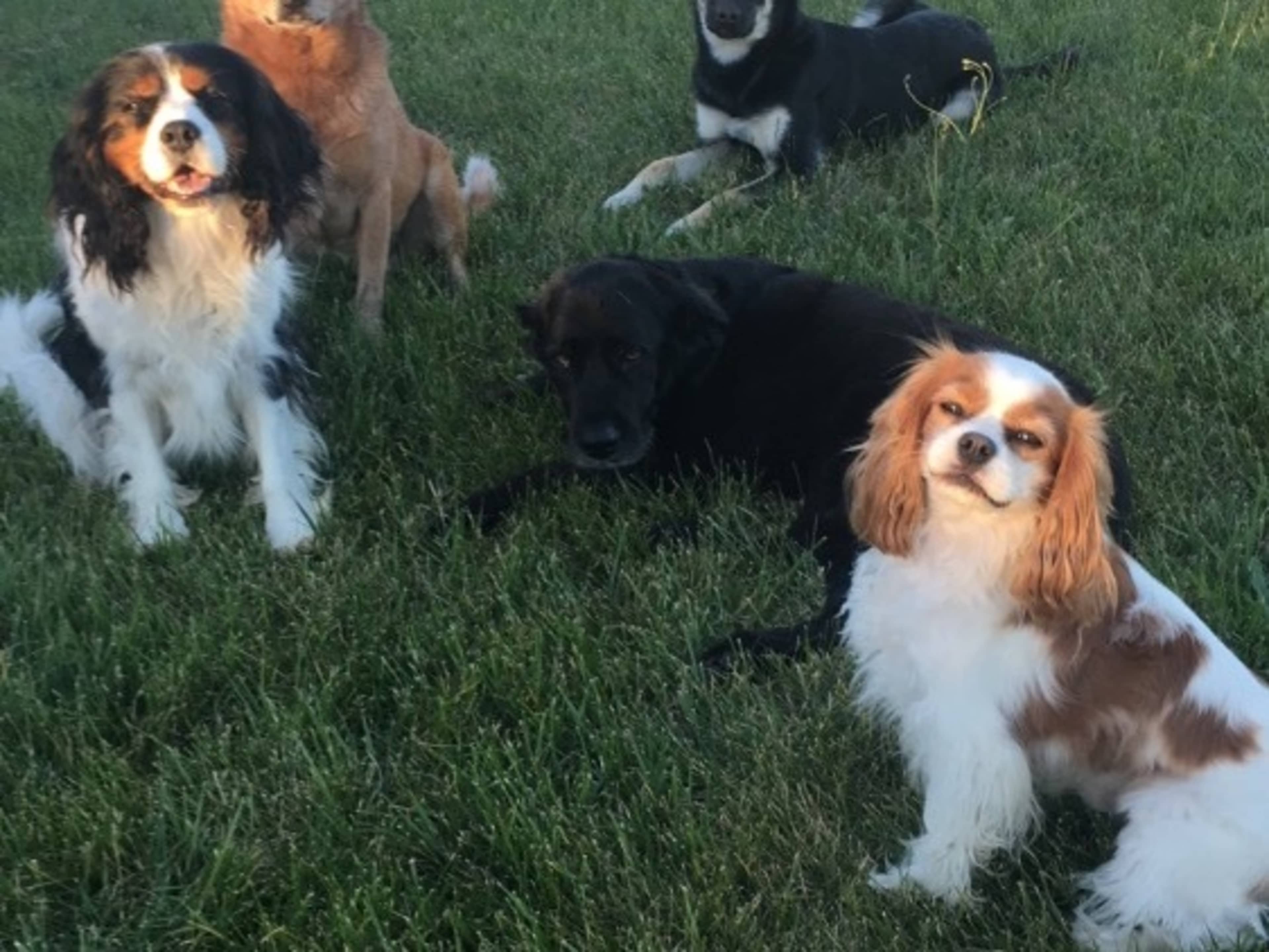 Puppy Parties