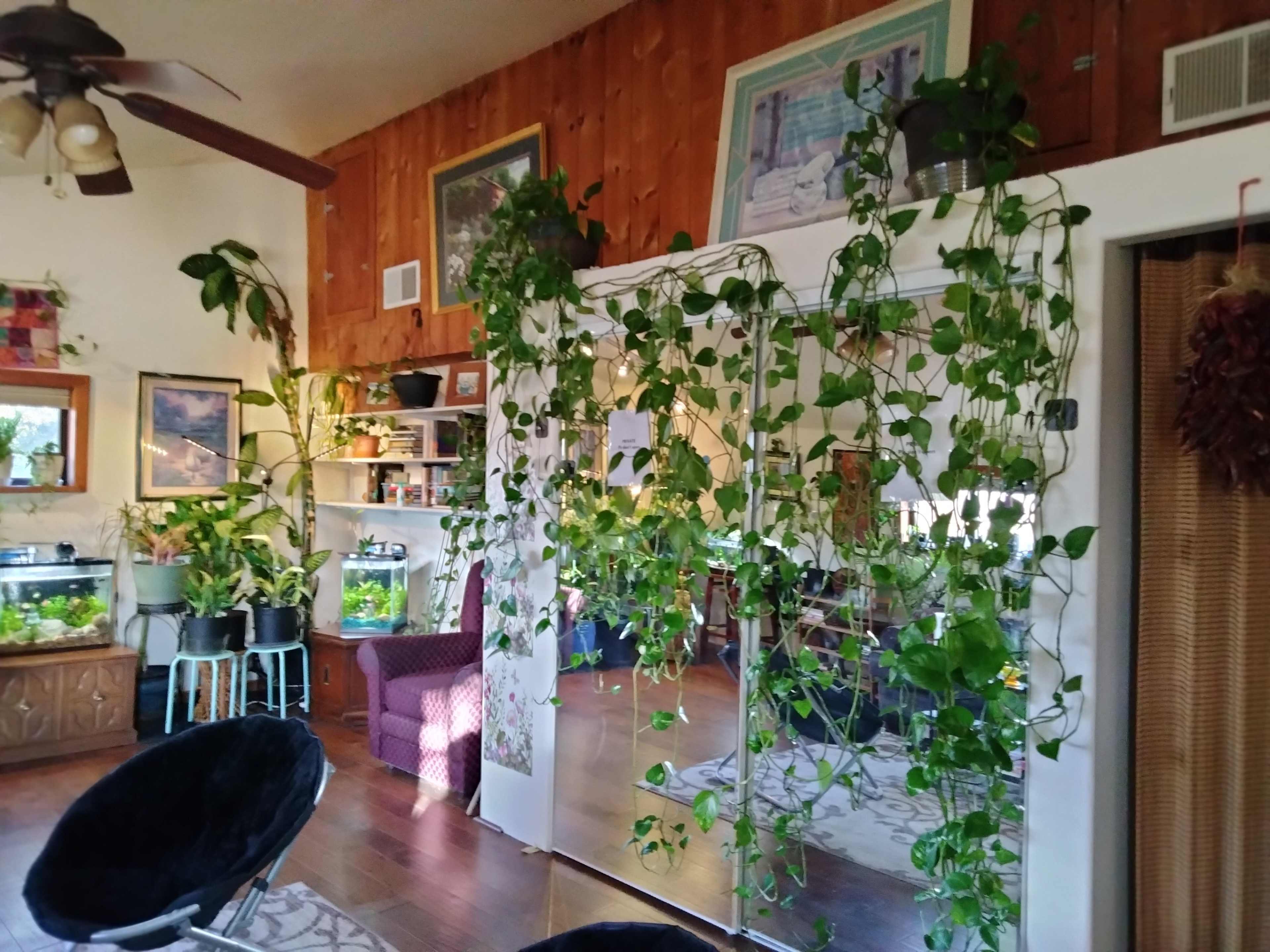 A room with wood-paneled walls filled with potted plants, a mirrored closet, and shelves displaying various items.
