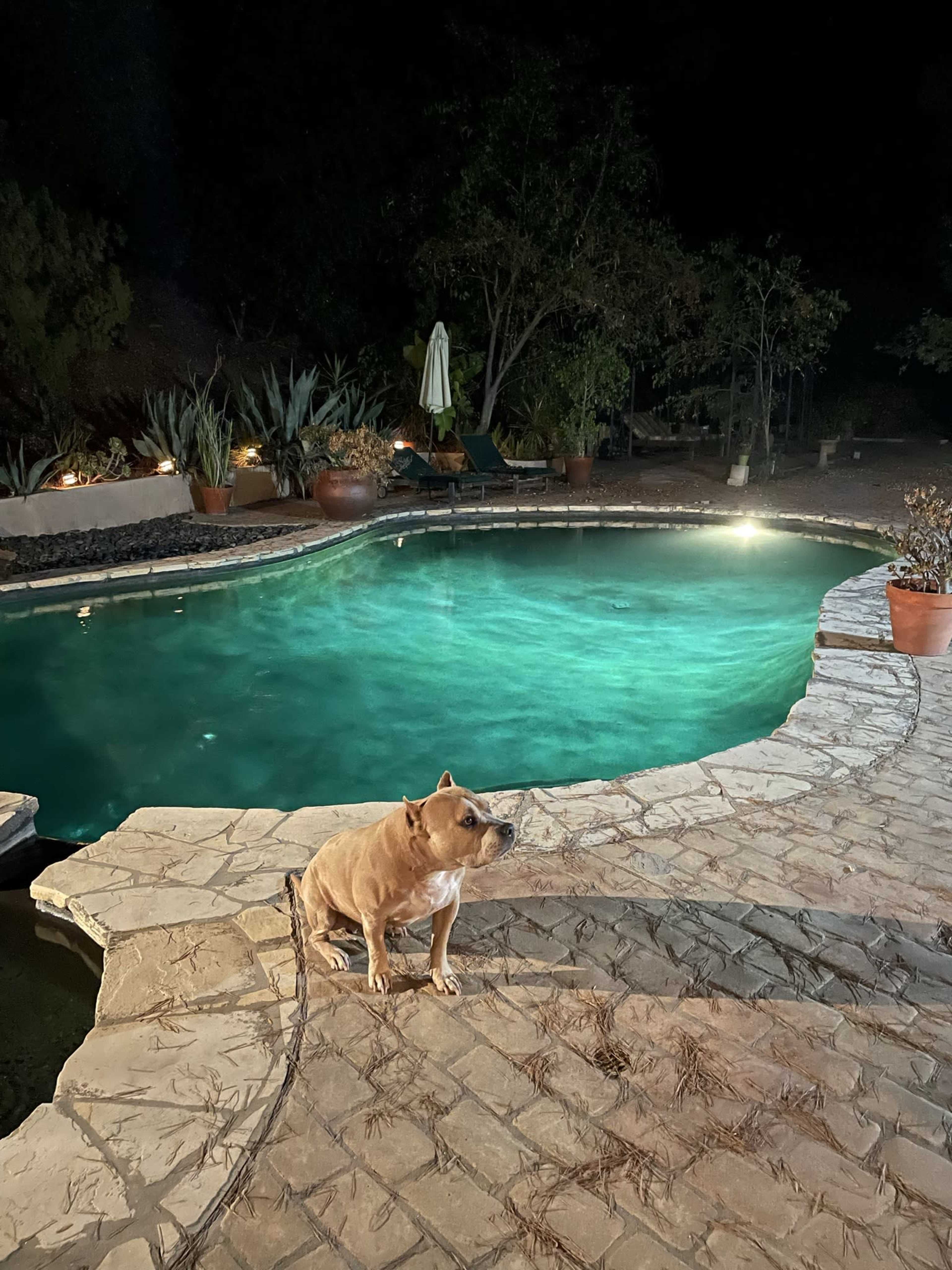 A dog stands on a stone patio beside a lit swimming pool at night.