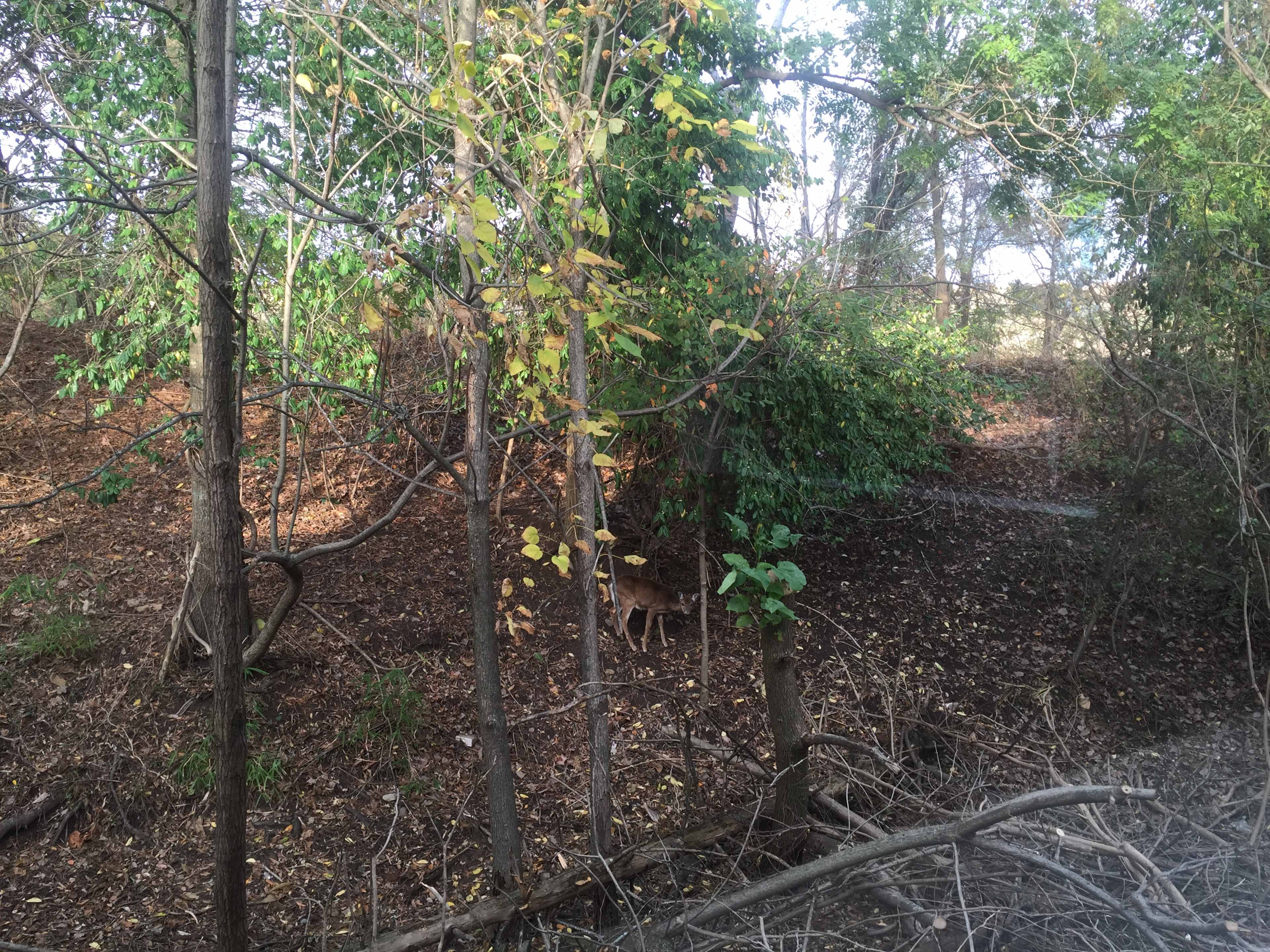 A deer stands in a wooded area surrounded by trees and underbrush.