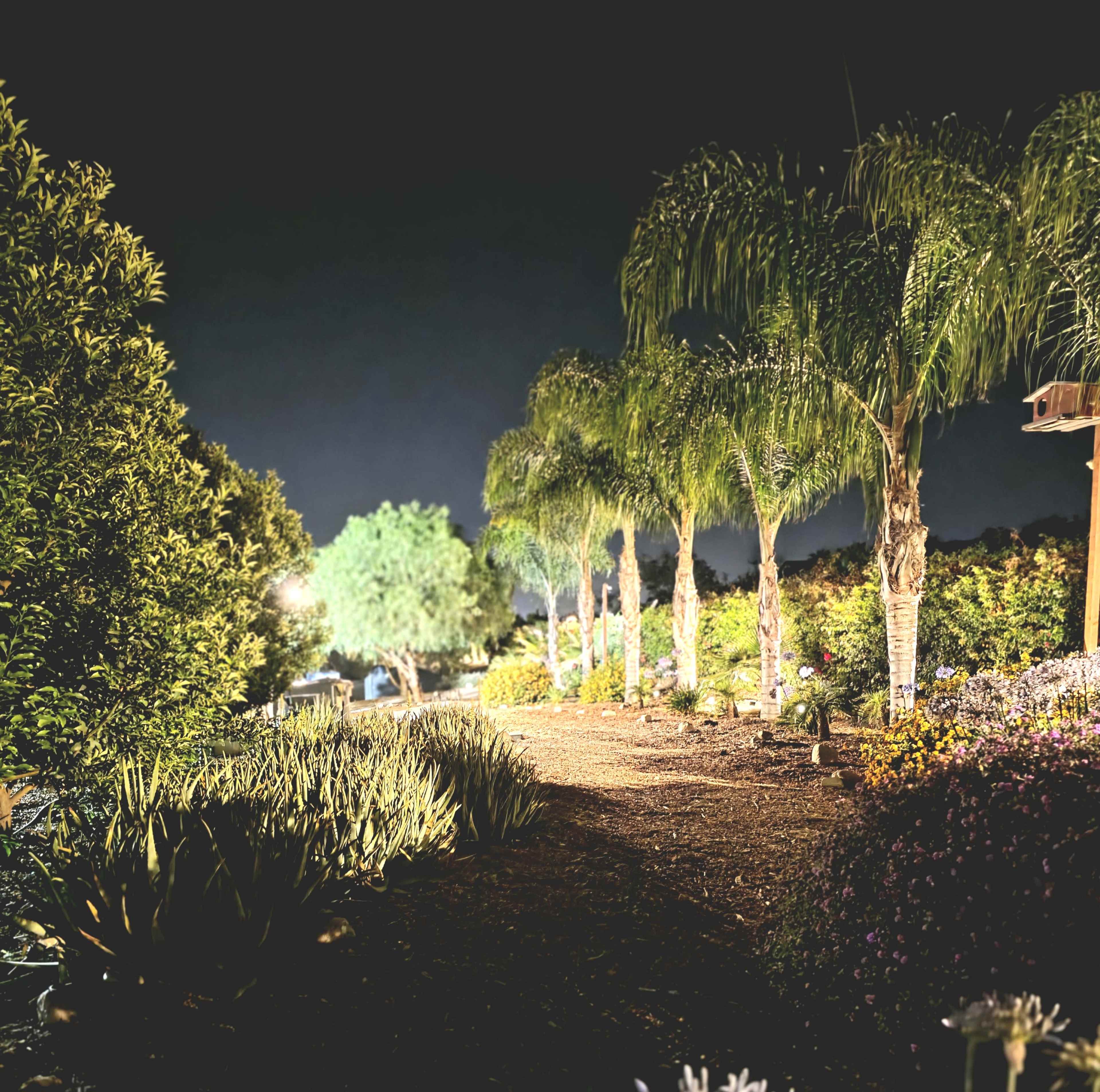 The image depicts a landscaped garden path lined with palm trees and illuminated by soft lighting at night.