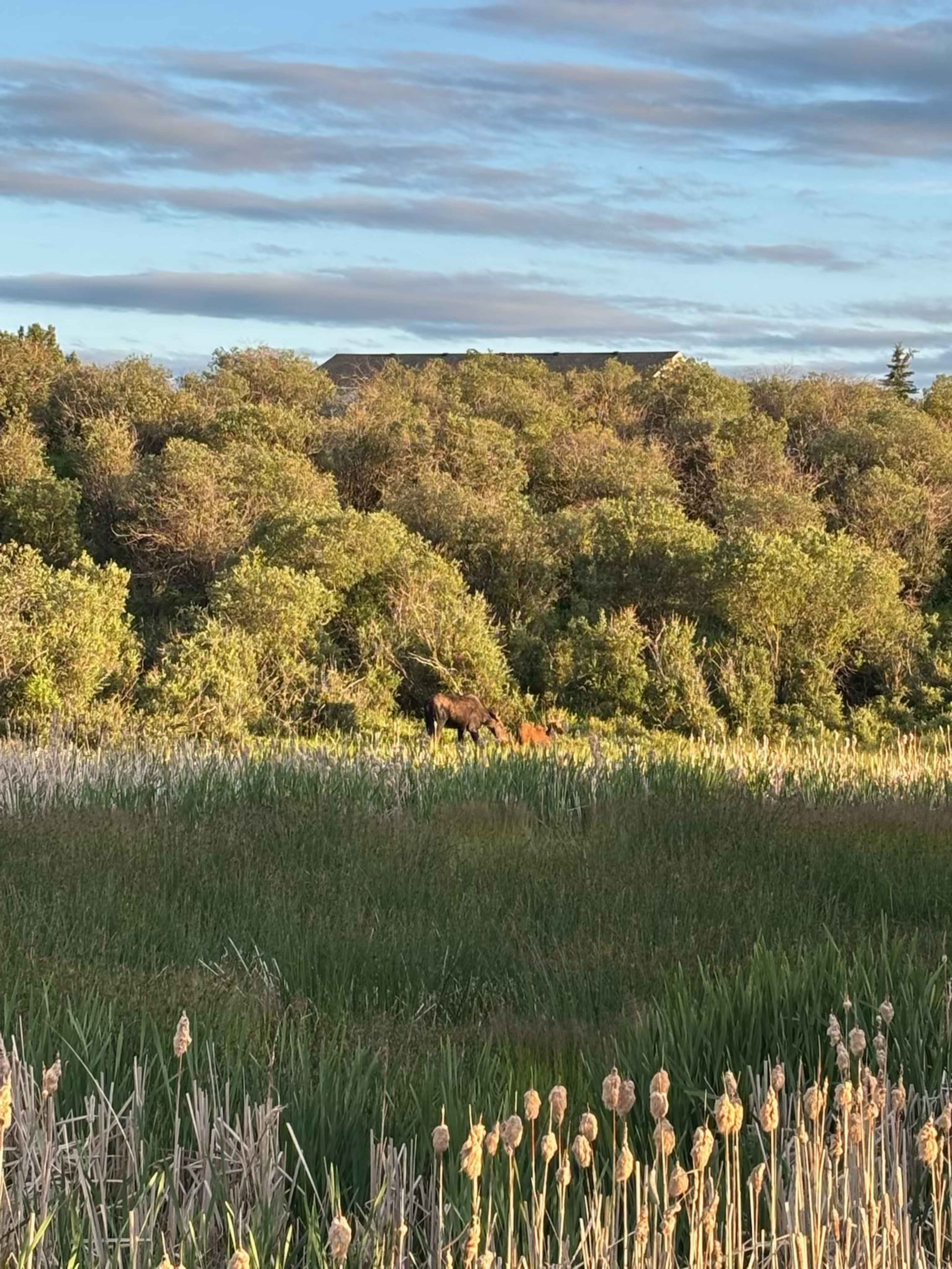 A moose is partially visible among the dense foliage near a wetland area with tall grasses and cattails.