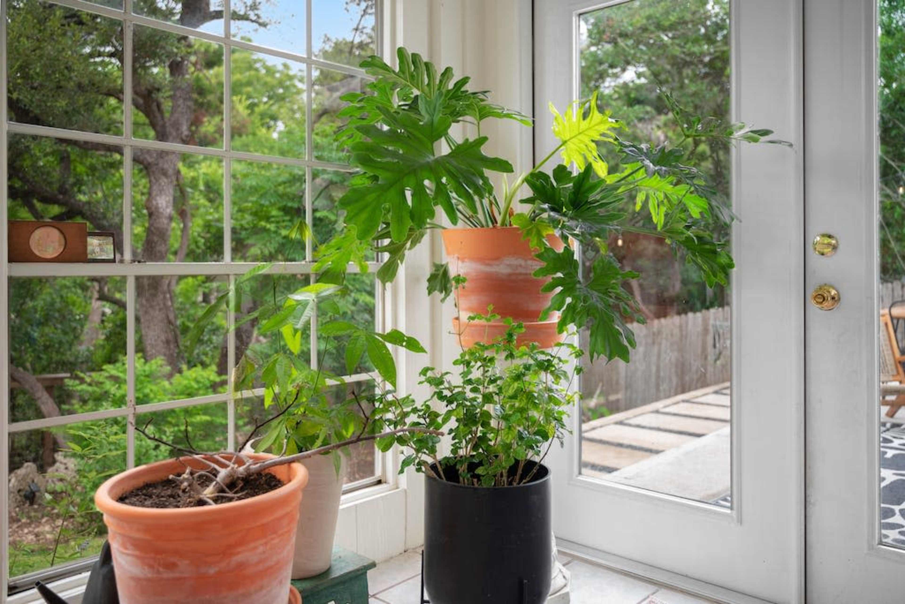 A variety of potted plants are situated near a large window, showcasing greenery against a backdrop of trees outside.
