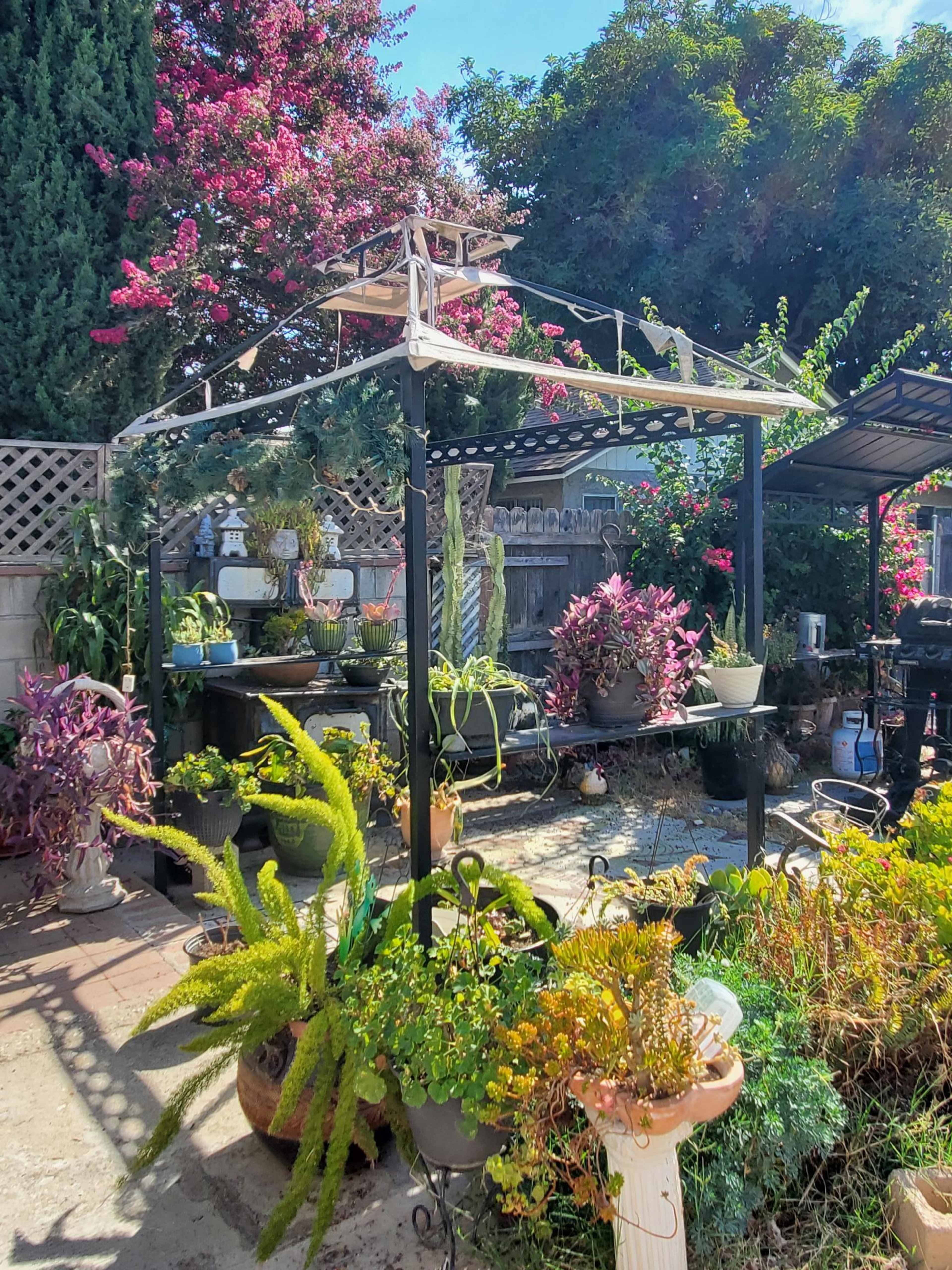 The image shows a garden area with a metal gazebo structure surrounded by various potted plants and vibrant flowers.