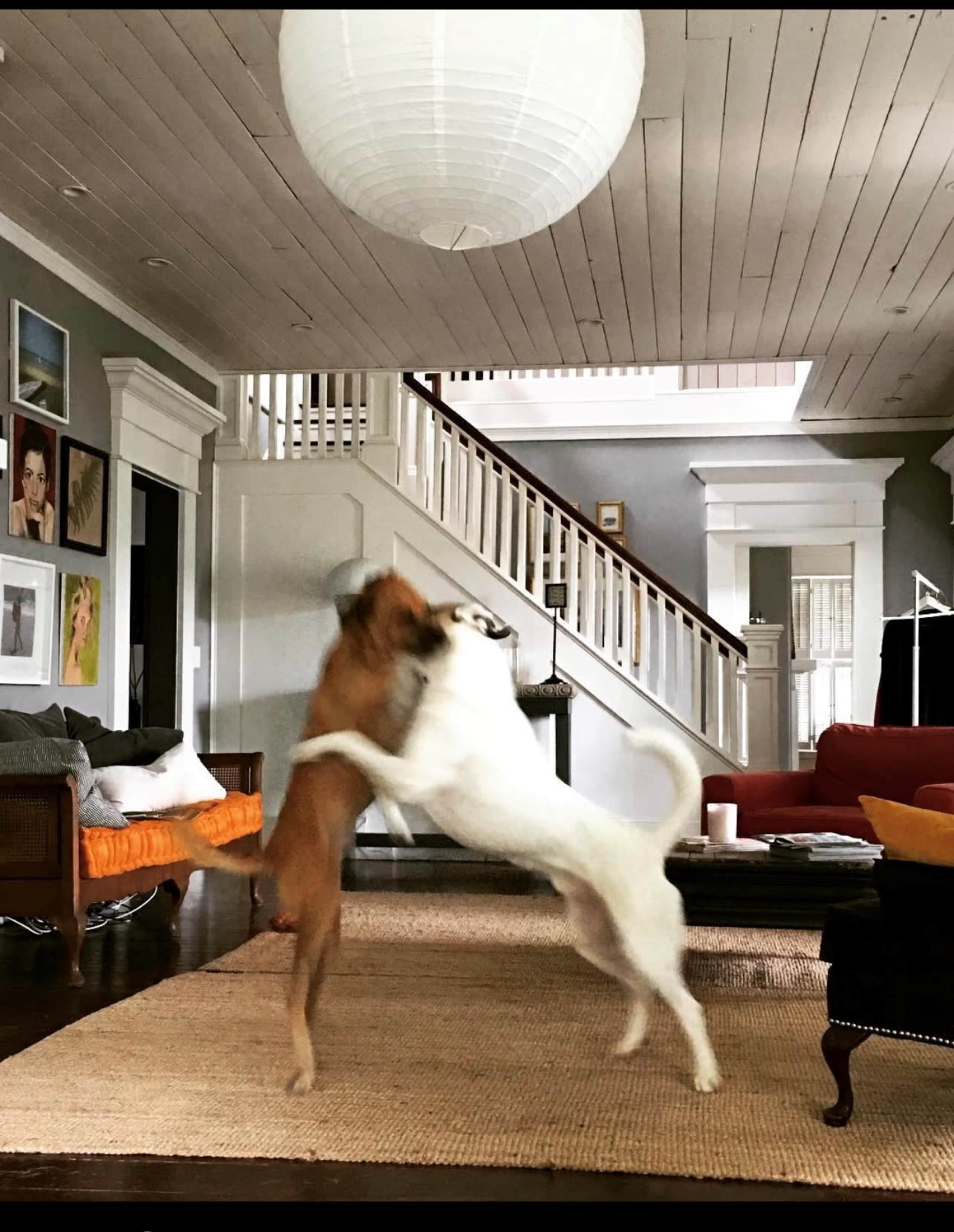 Two dogs are playfully jumping in a spacious living room with a staircase in the background and a lamp hanging from the ceiling.