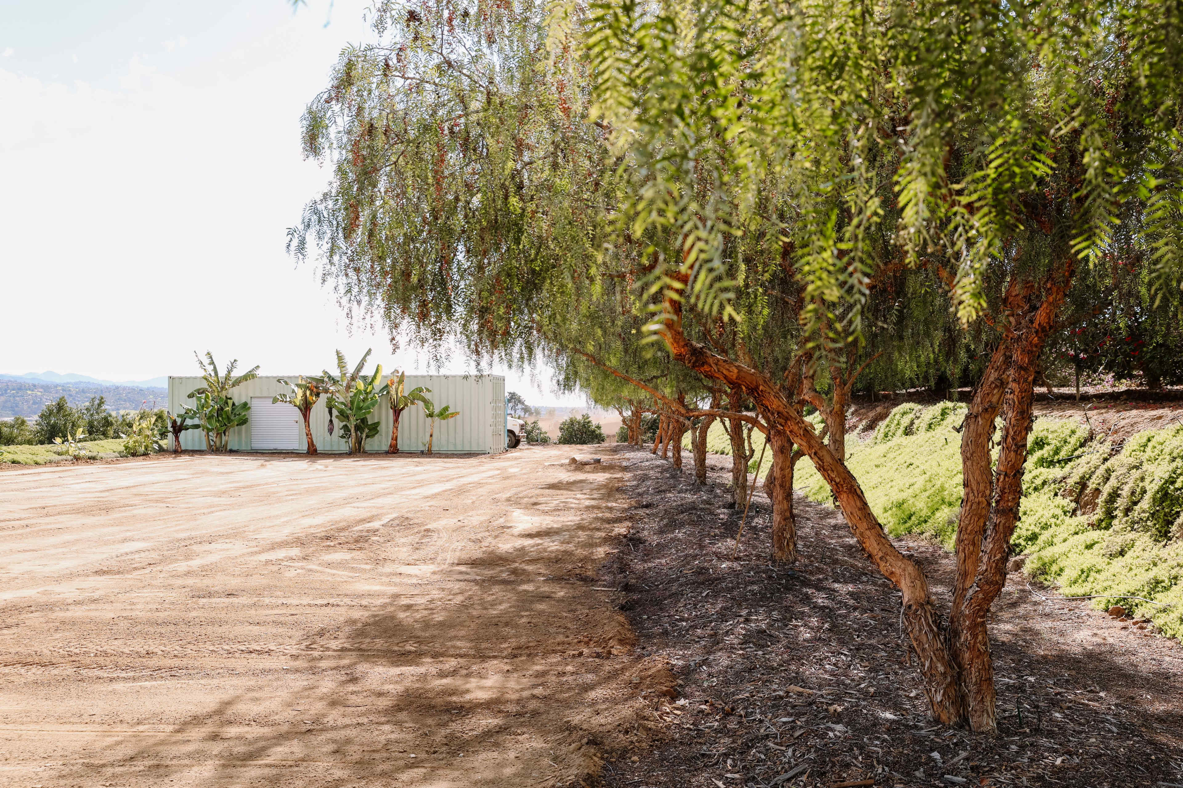 A row of trees lines a dirt pathway leading to a white building surrounded by greenery in an agricultural area.