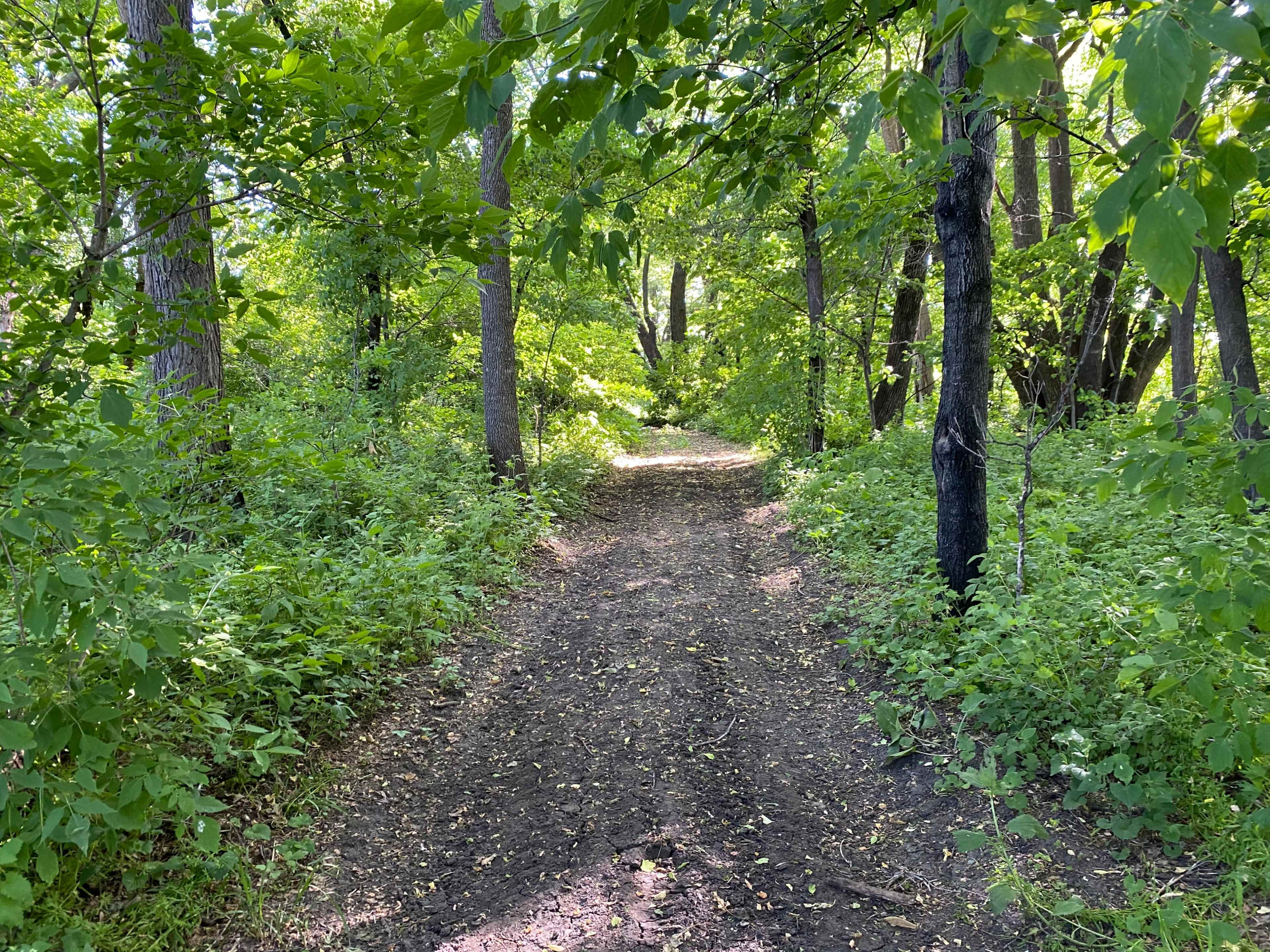 A dirt path winds through a dense forest of green foliage and trees.