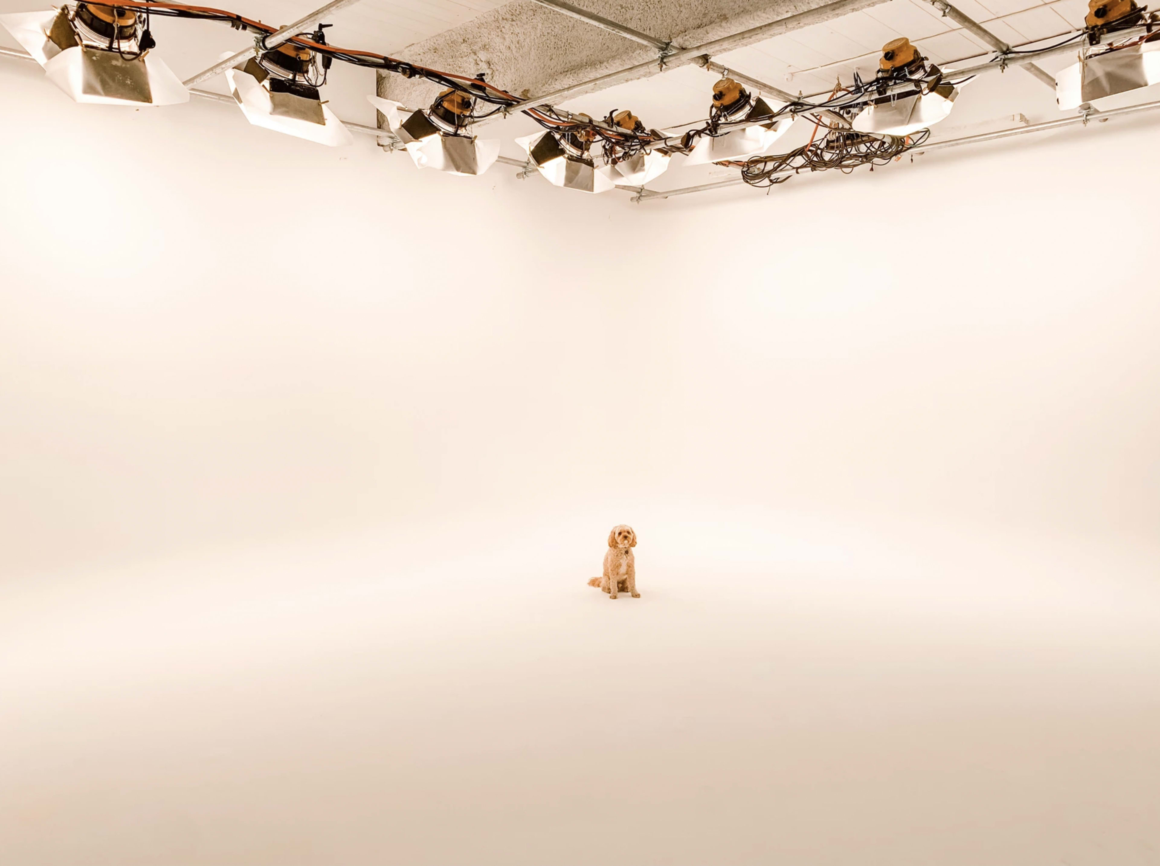 A dog sits in the center of an empty photography studio illuminated by overhead lights.